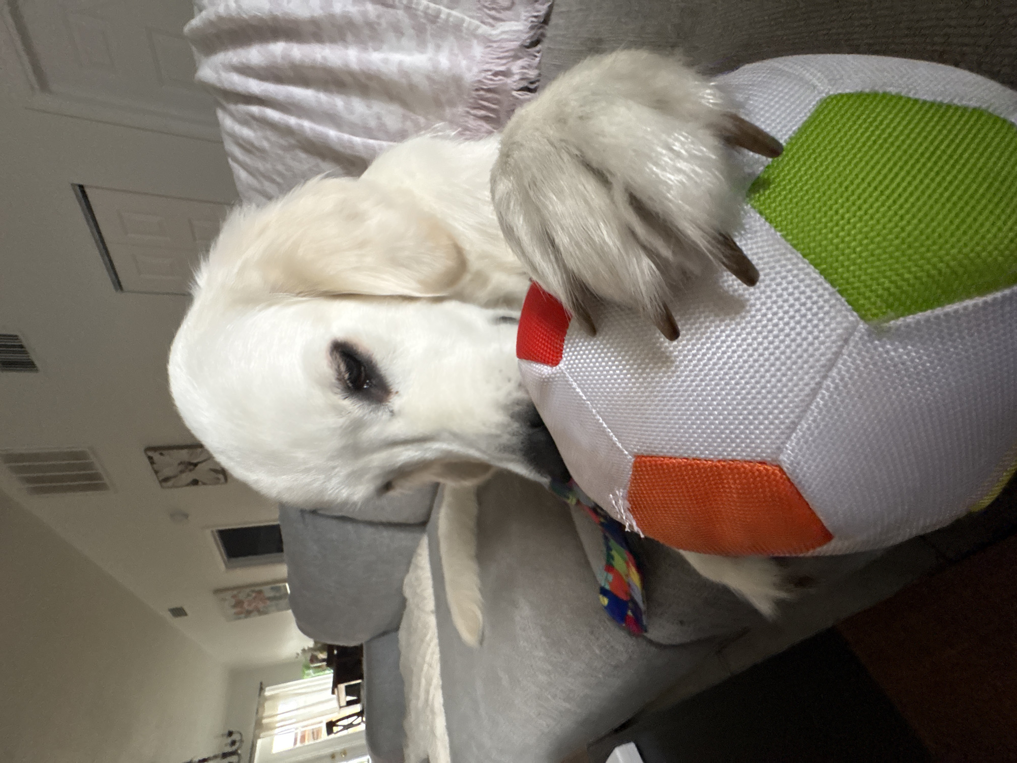 Dog claims a soccer ball on the couch
