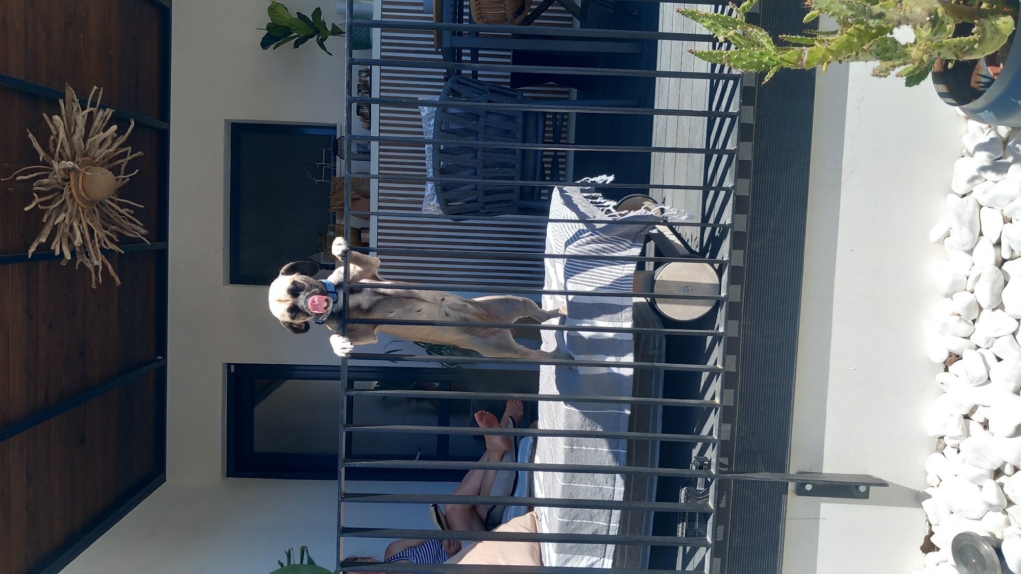 Garden life in Greece: dragonflies, blooms, and a balcony dog
