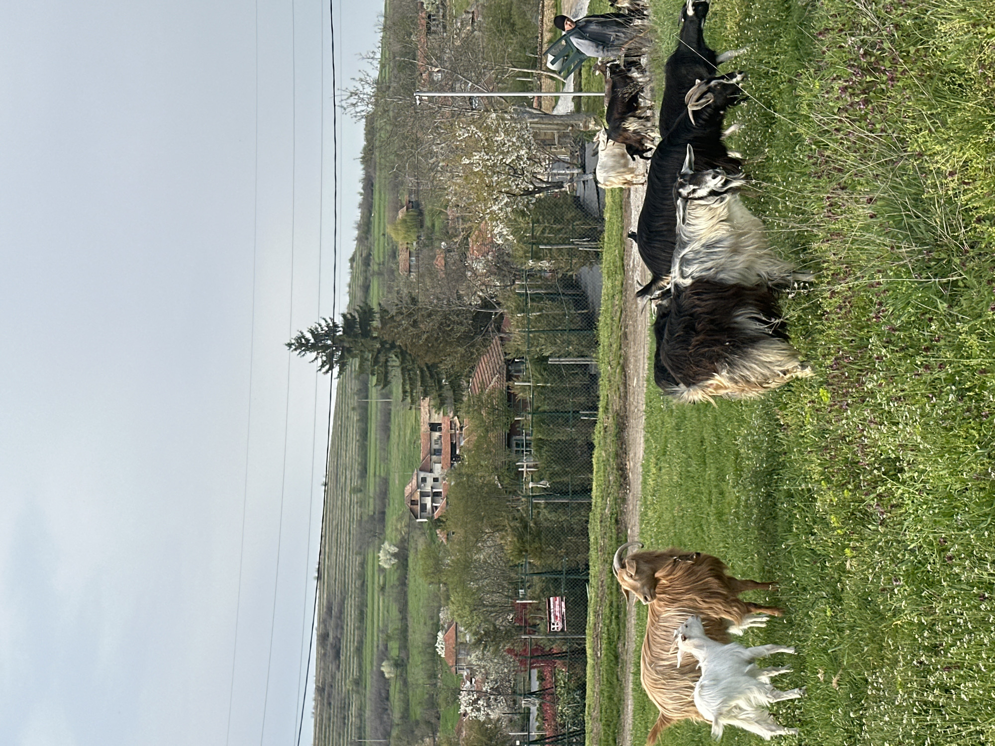 Livestock grazing documented in Bulgarian countryside