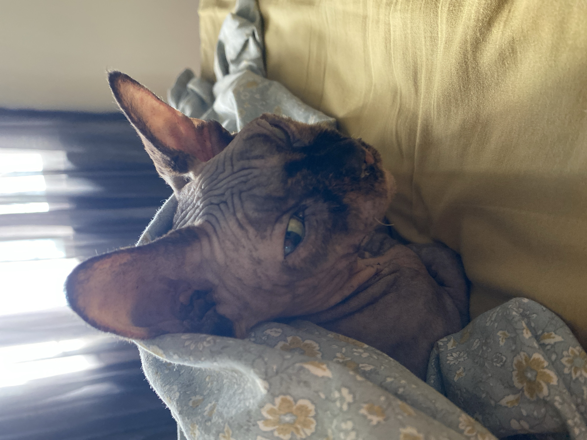 Sphynx cat naps under a floral blanket in Batumi