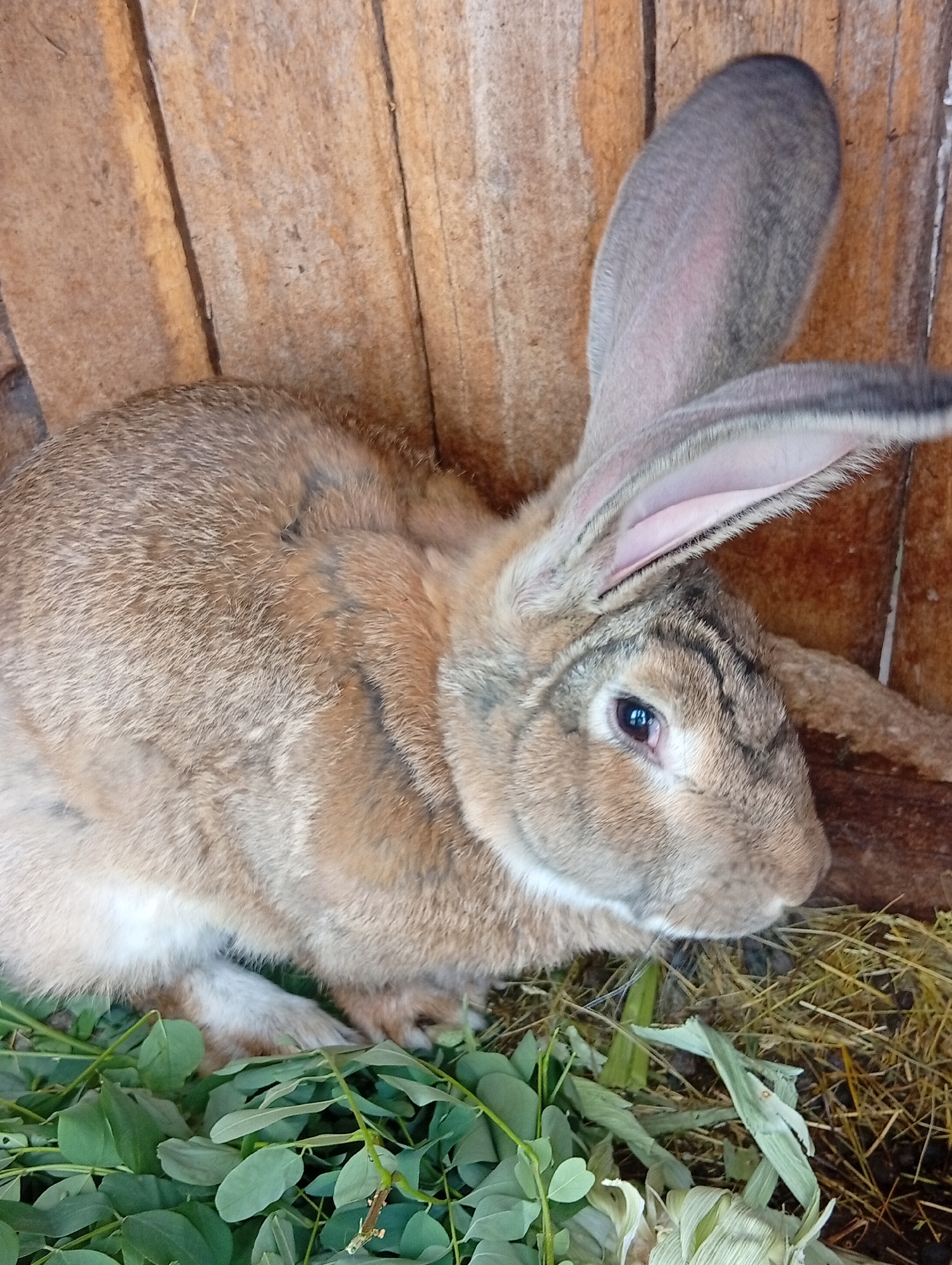 Backyard afternoon: rabbits, roosters, flowers, and skies