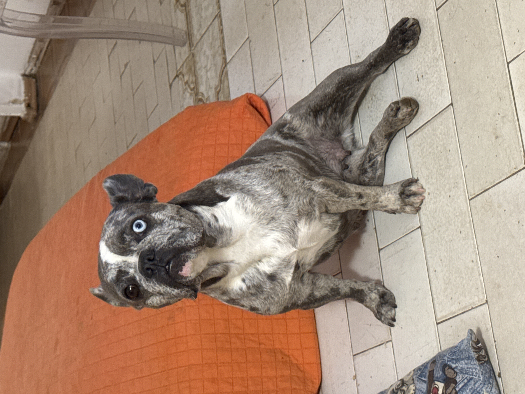 French Bulldog crew at home in San Benedetto del Tronto