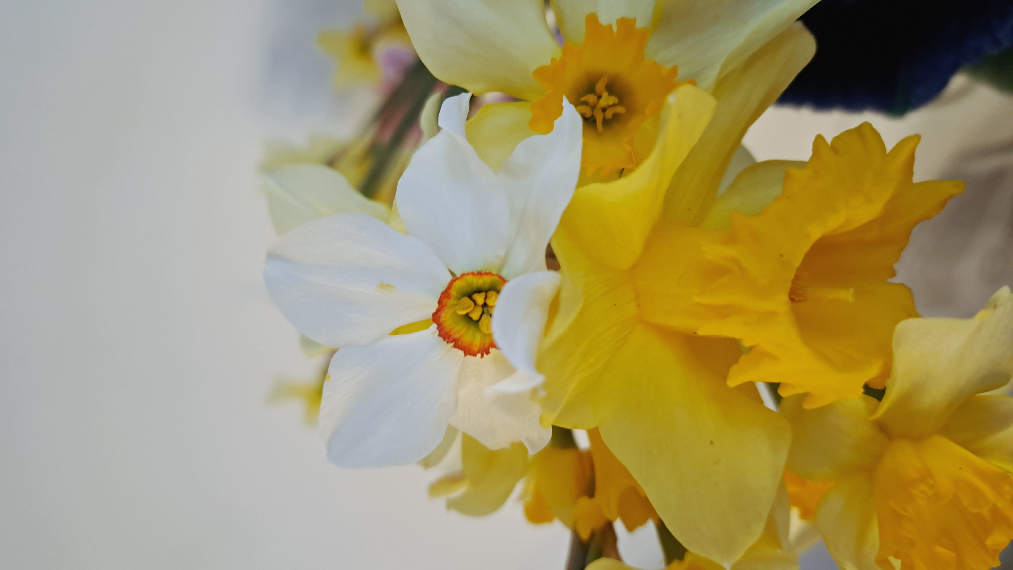 Spring garden flowers documented in 14-minute botanical observation session