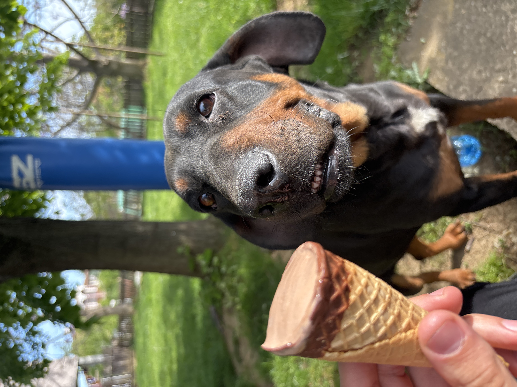 Dogs and ice cream moment captured in Bulgarian yard