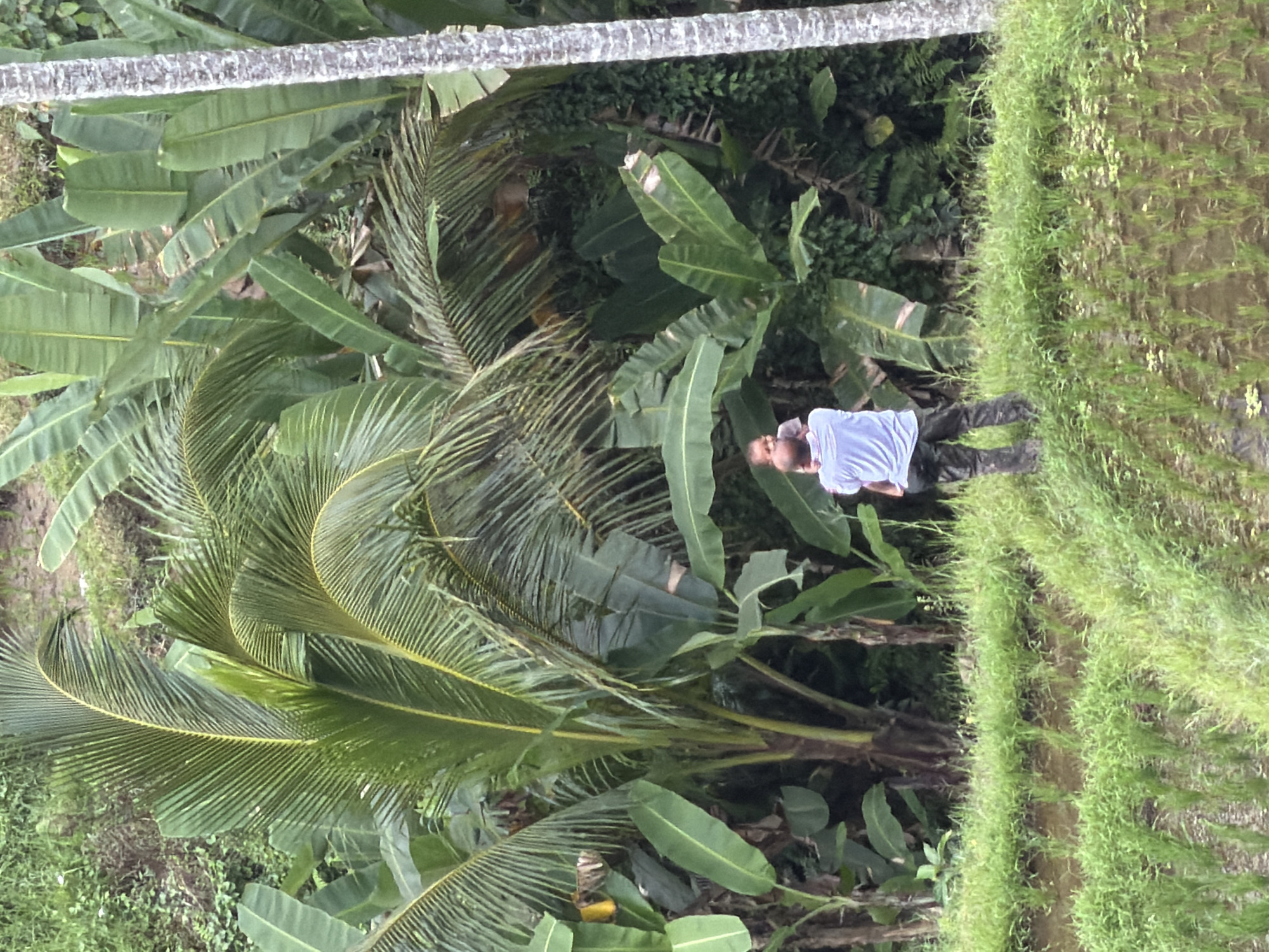 Father and child visit Bali rice terraces