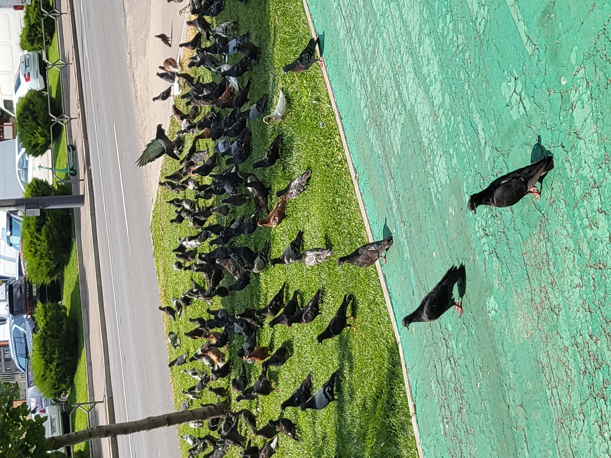 Pigeons, a dog walk, and a summer afternoon in Chișinău
