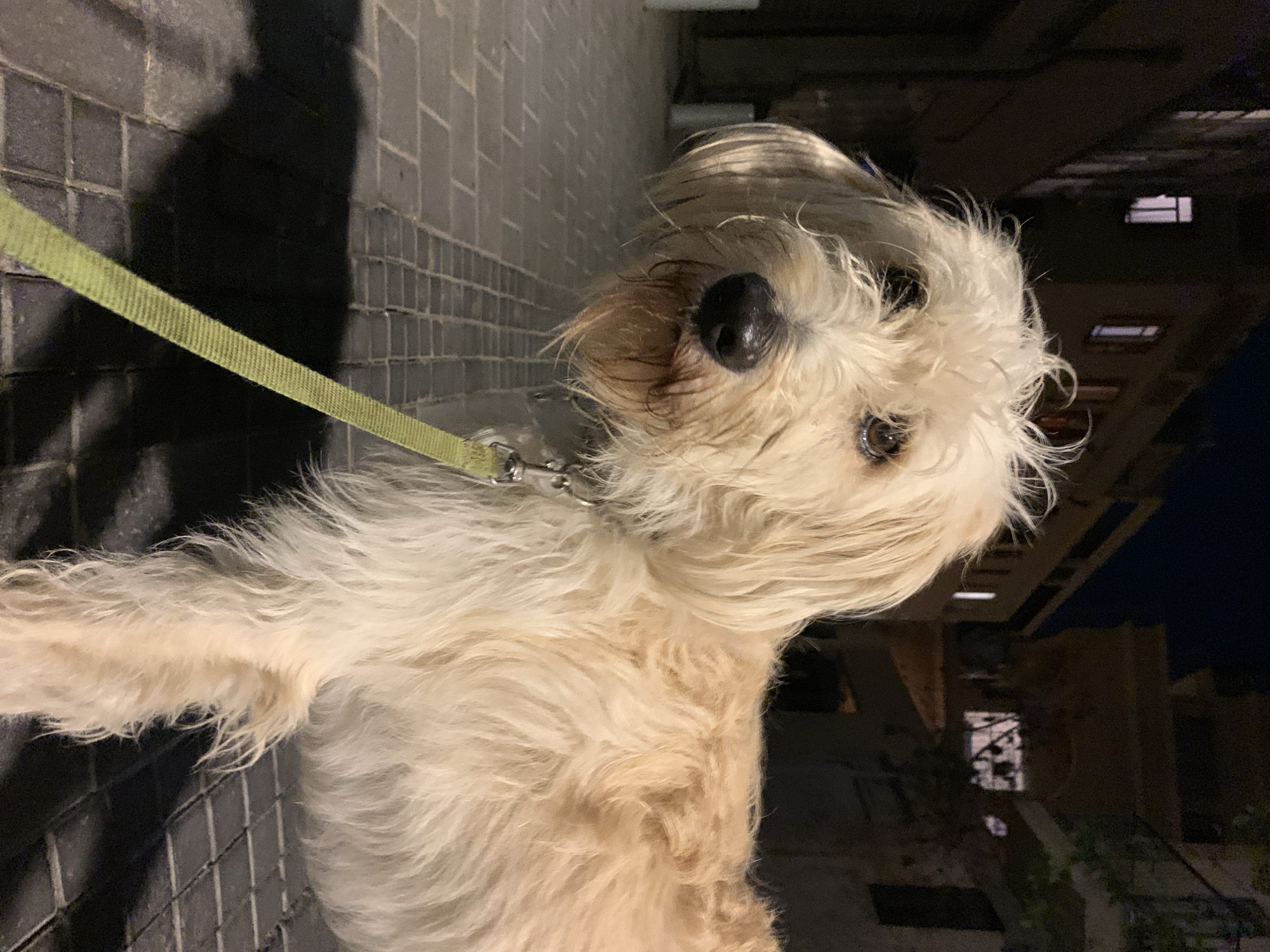 Nighttime dog walking captured on Tel-Aviv street