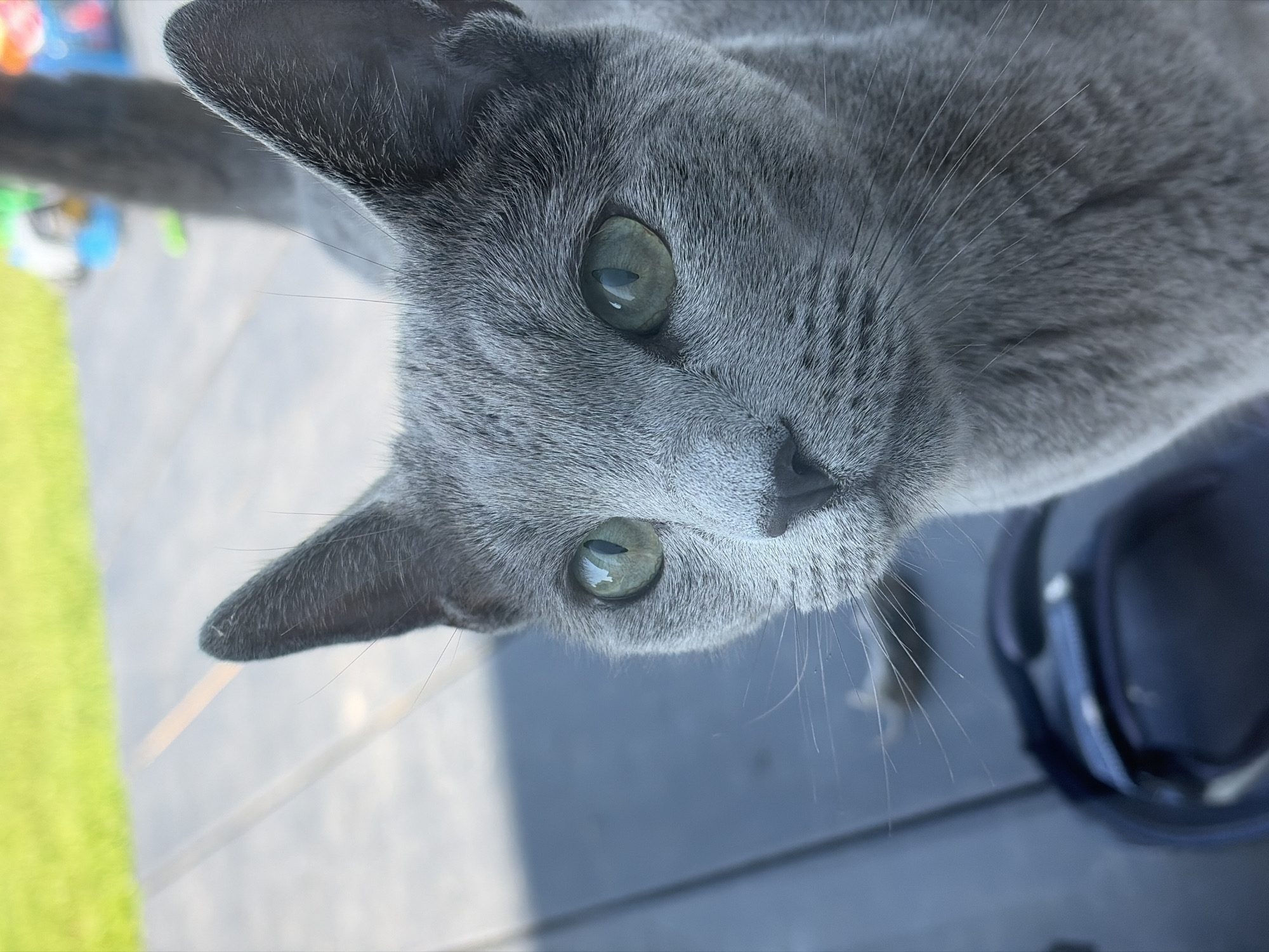 Russian Blue cat in sharp focus, green eyes front and center