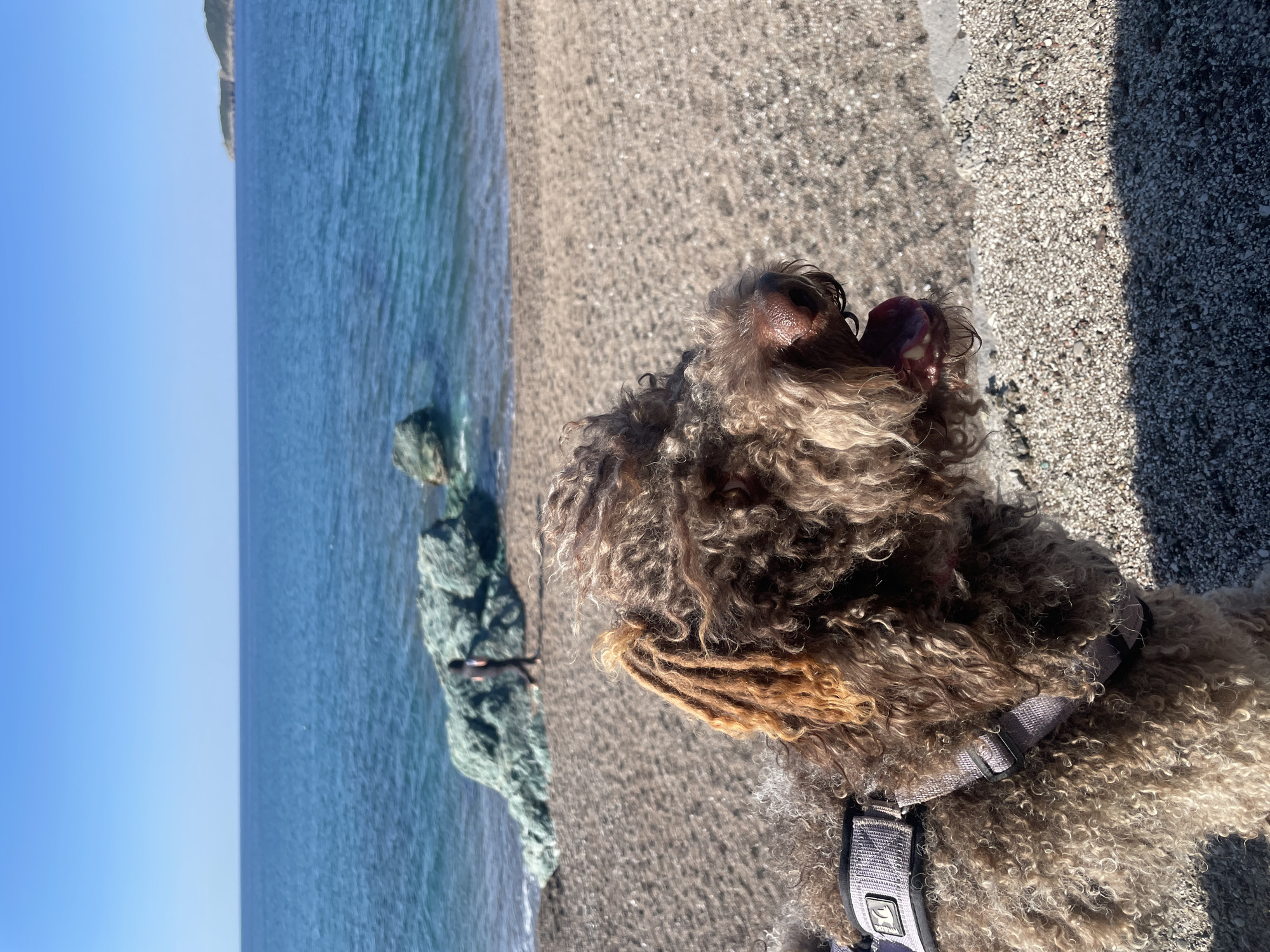 Curly-haired dog spotted at multiple locations in Rafailovići, Montenegro