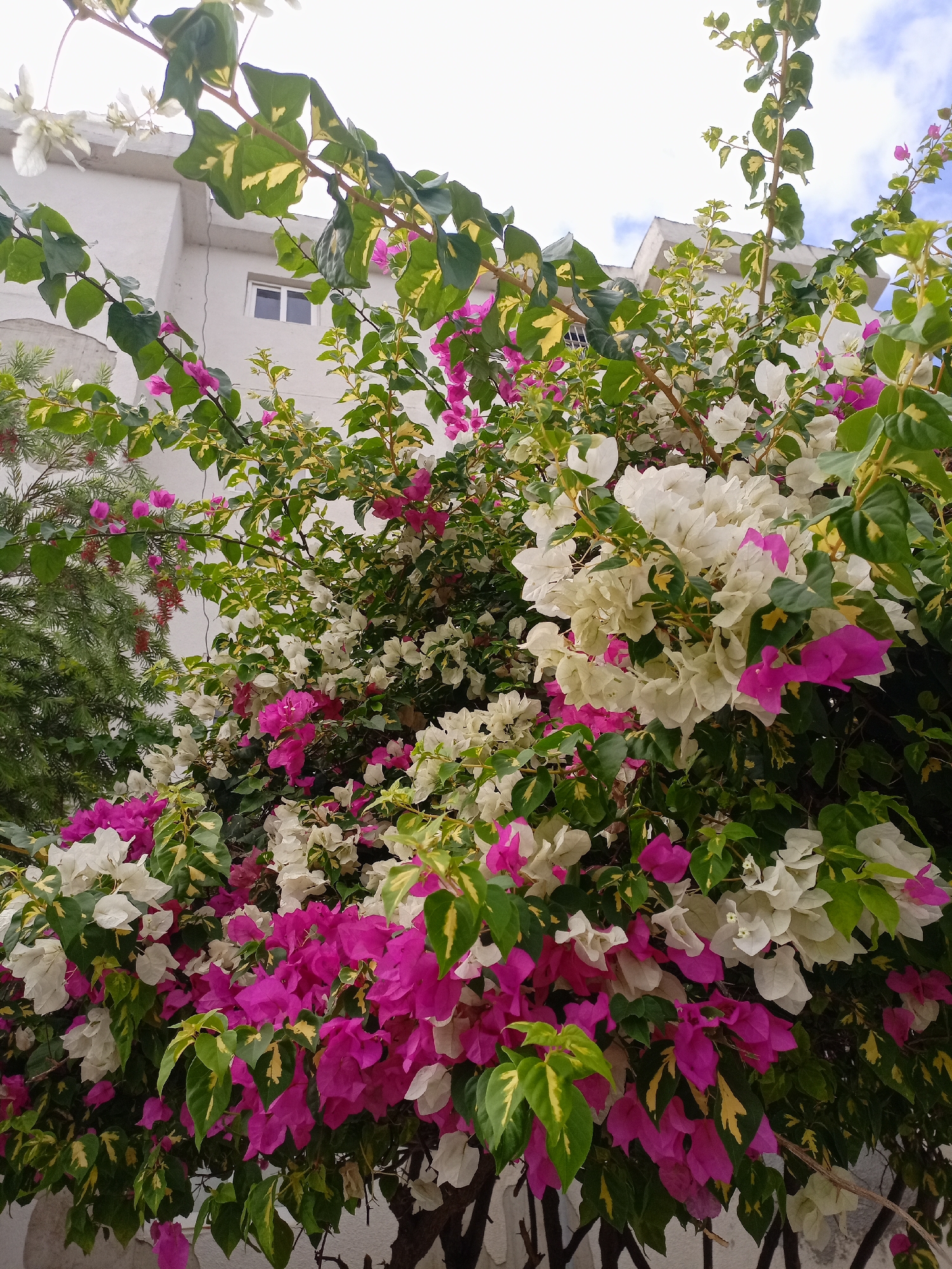 Spring blooms documented across Cabudare, Venezuela during midday hours