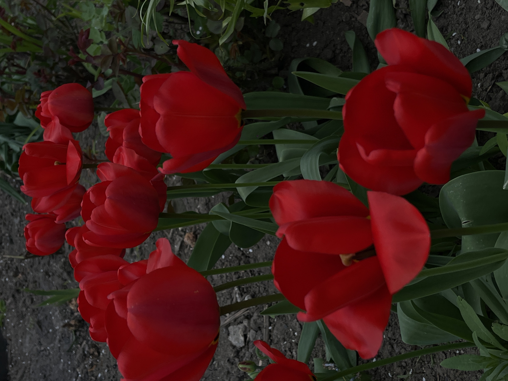 Spring day documented through flowers, portraits in Novopokrovskaya, Russia