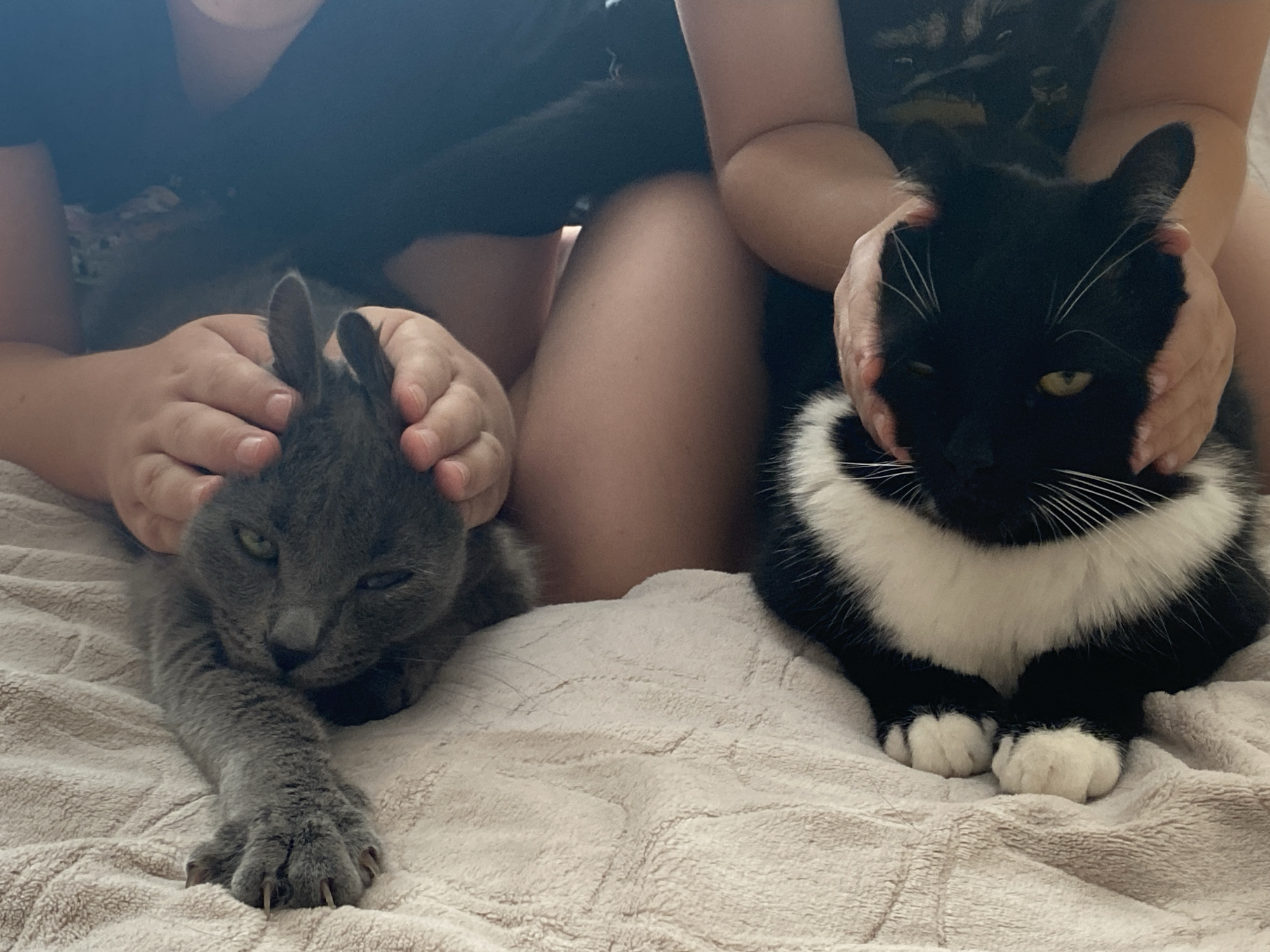 Lazy summer day in Chaikovsky: cats, kids, and wild strawberries
