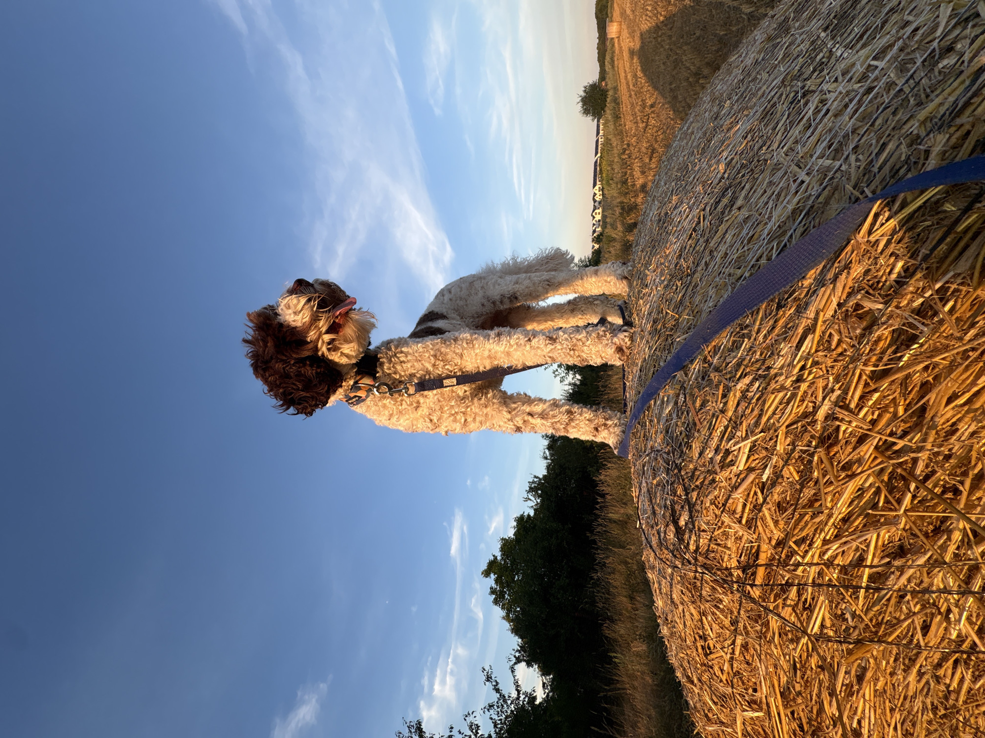 Dog on a hay bale, golden hour field near Wrocław