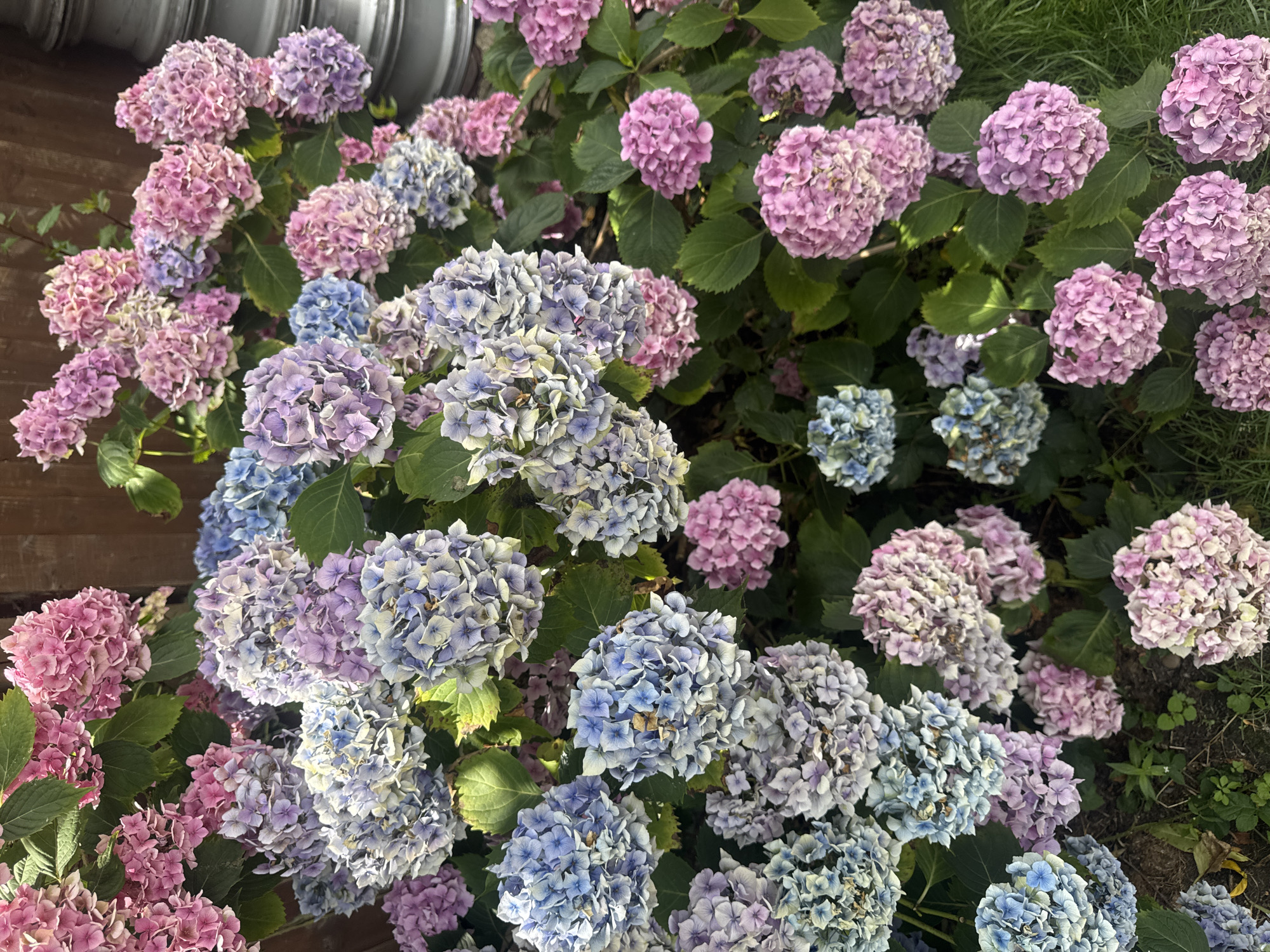 Hydrangeas in full bloom, a mix of pink, purple, and blue