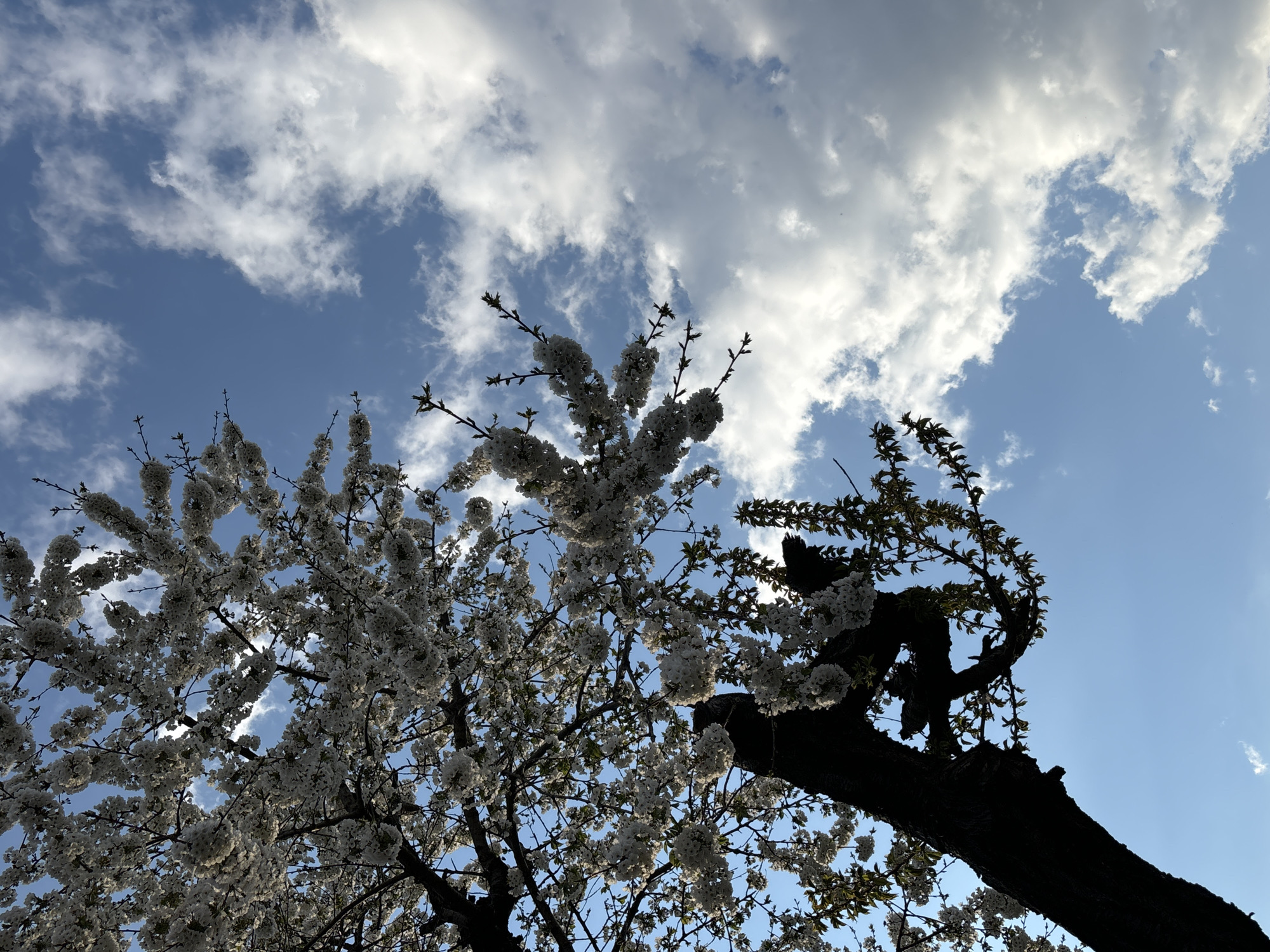 Spring blooms captured against blue sky on April 19