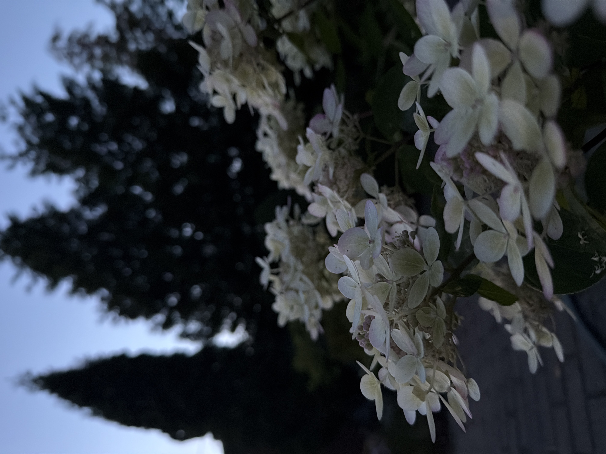 Garden flowers in Ladushkin at twilight, roses and hydrangeas.
