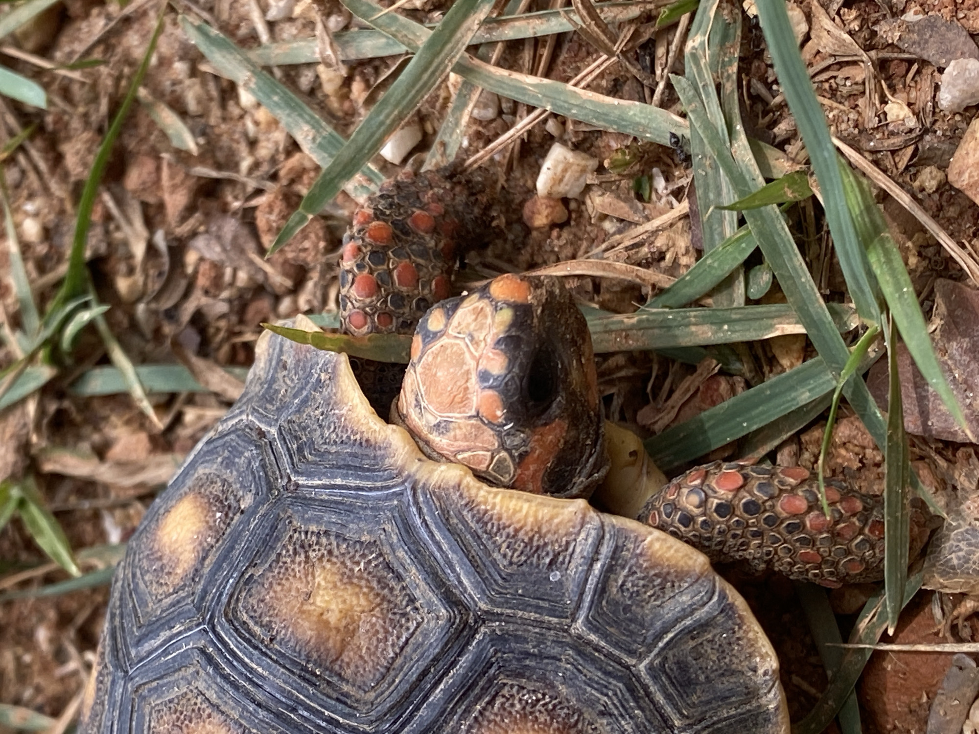 Red-footed tortoises spotted in Venezuelan countryside near Tinaquillo