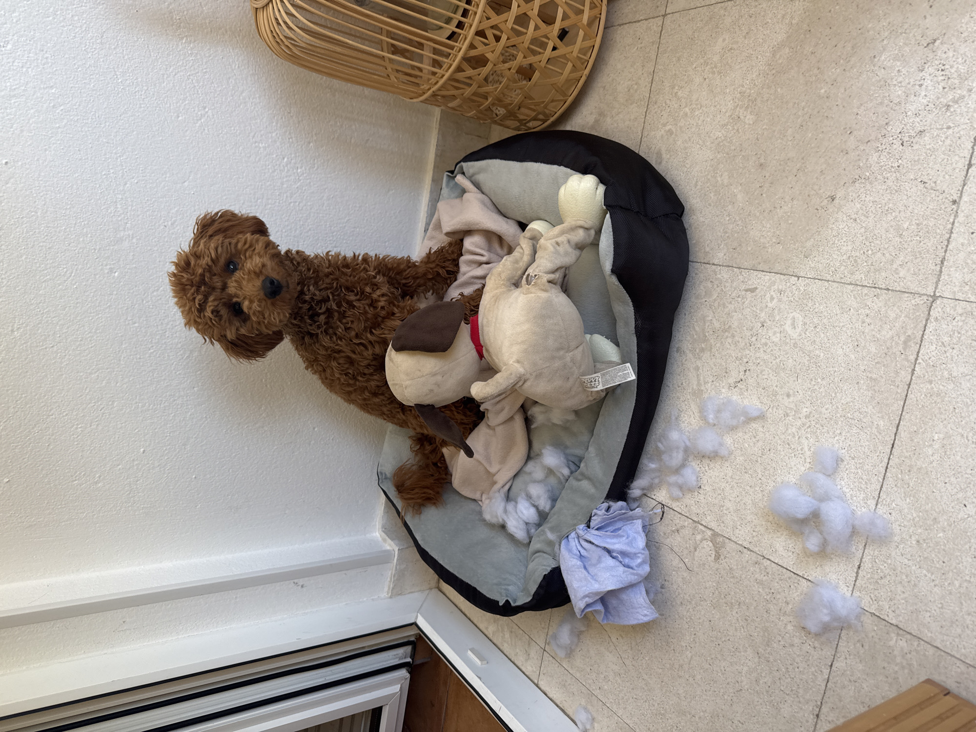 Brown poodle sits amid destroyed dog bed in Montenegro