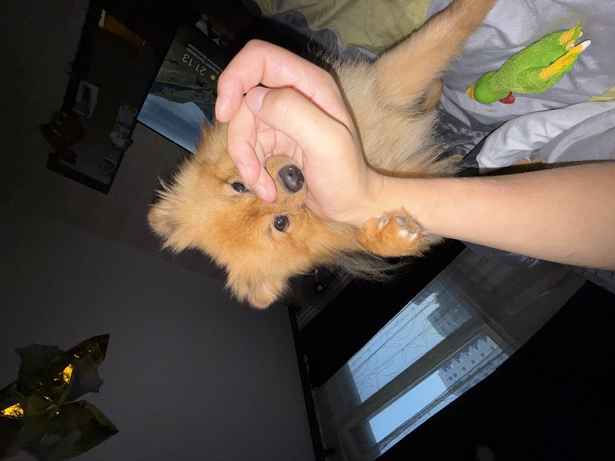 Pomeranian gets up-close affection at home in Khimki