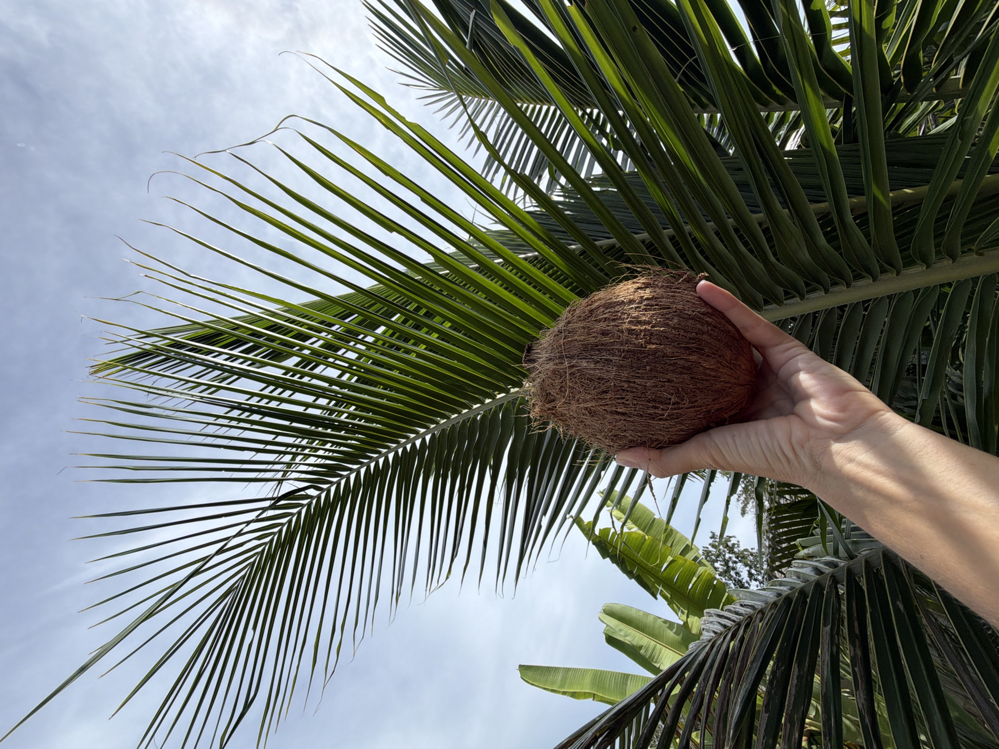 Fresh coconuts cracked open on Ko Samui
