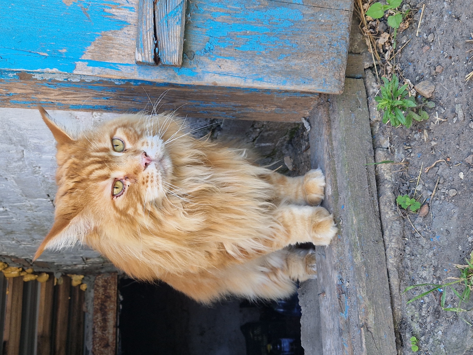 Orange cat between doorstep and garden in rural Ukraine