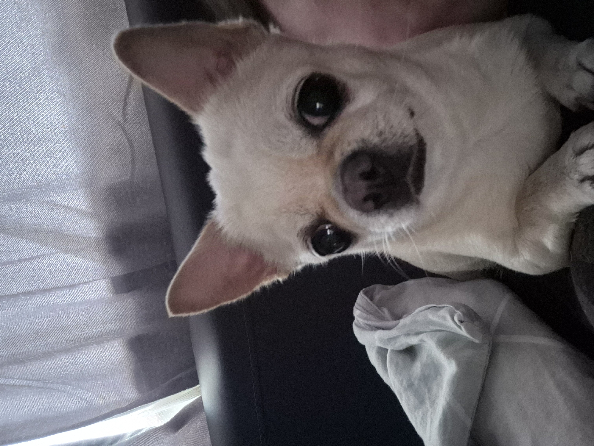 Chihuahua's afternoon: couch naps, patio sniffs, and snack time.