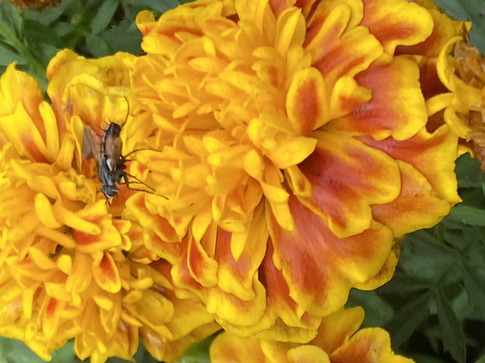 Novokuznetsk park: summer blooms, a rocket monument, and morning strollers