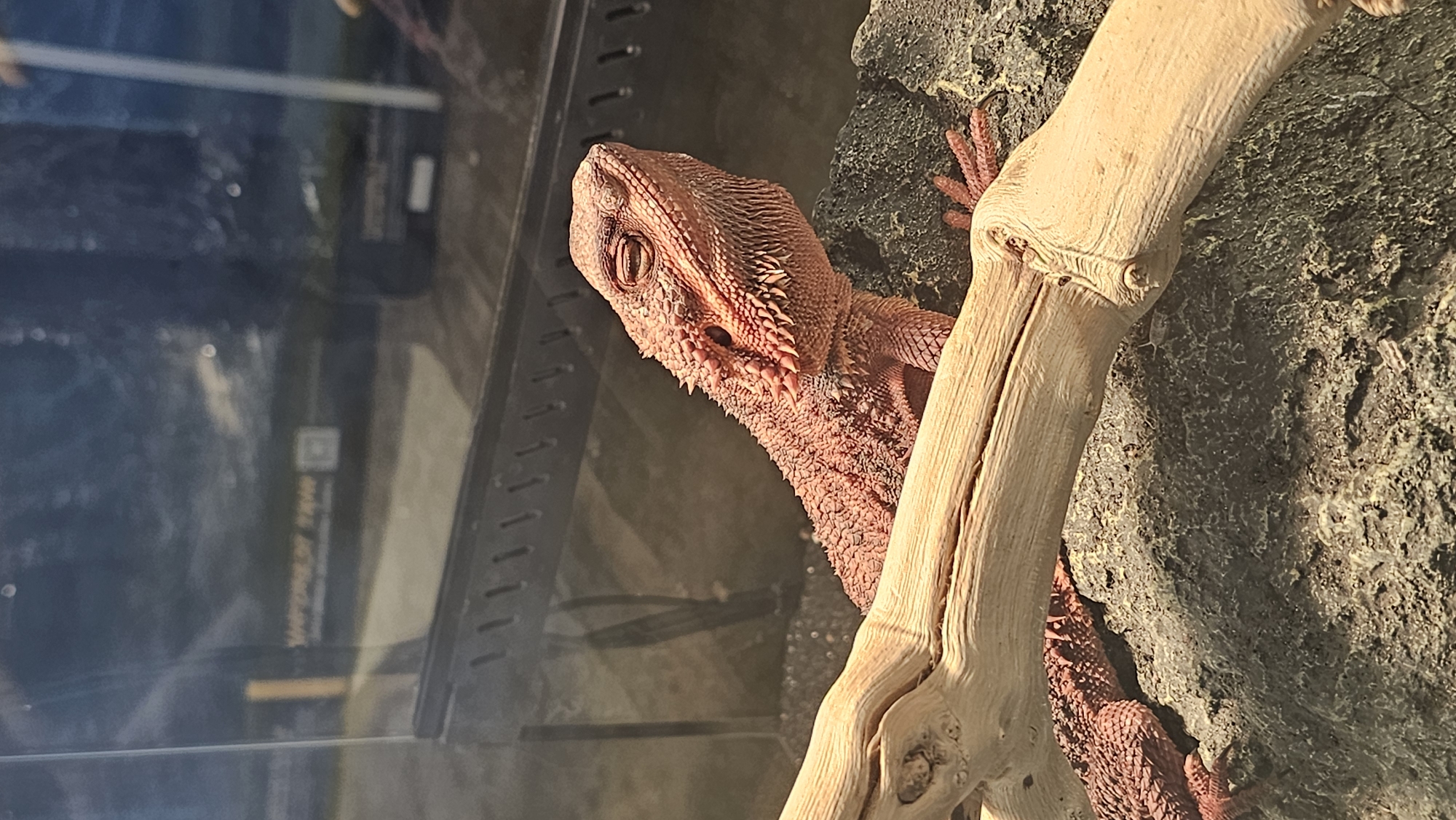 Bearded dragons, night street snacks, and blooming hydrangeas in Pyeongtaek