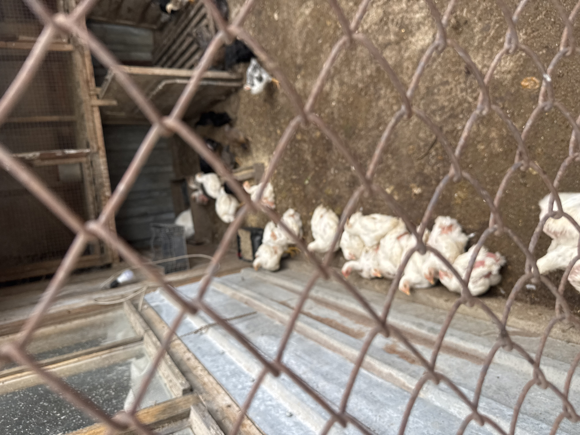 Rural poultry farm and greenhouse operations documented in Sarnevo