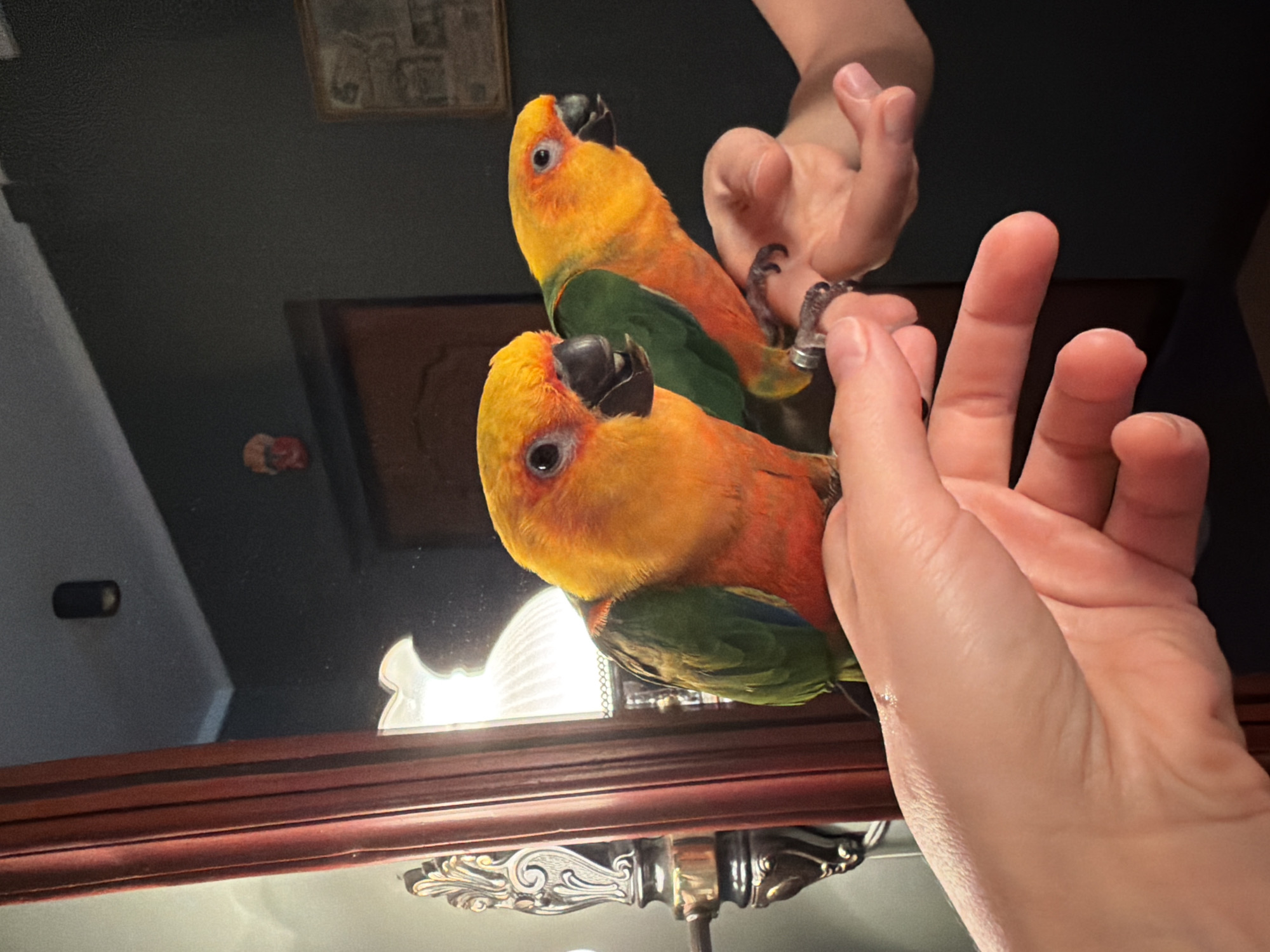 Sun conures perch on a hand in Khimki, Russia