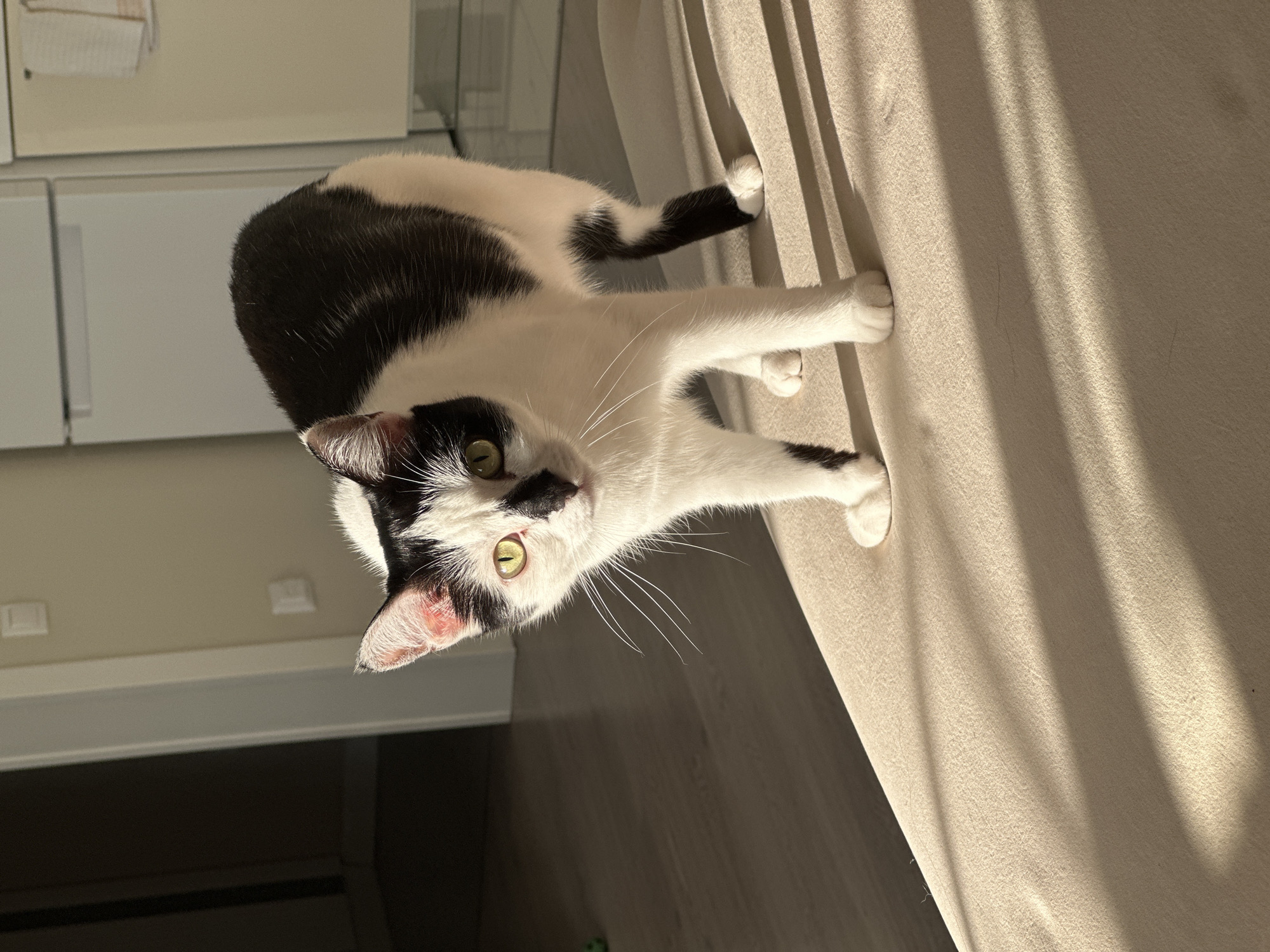 Lazy afternoon with a black and white cat in a Kokshetau apartment