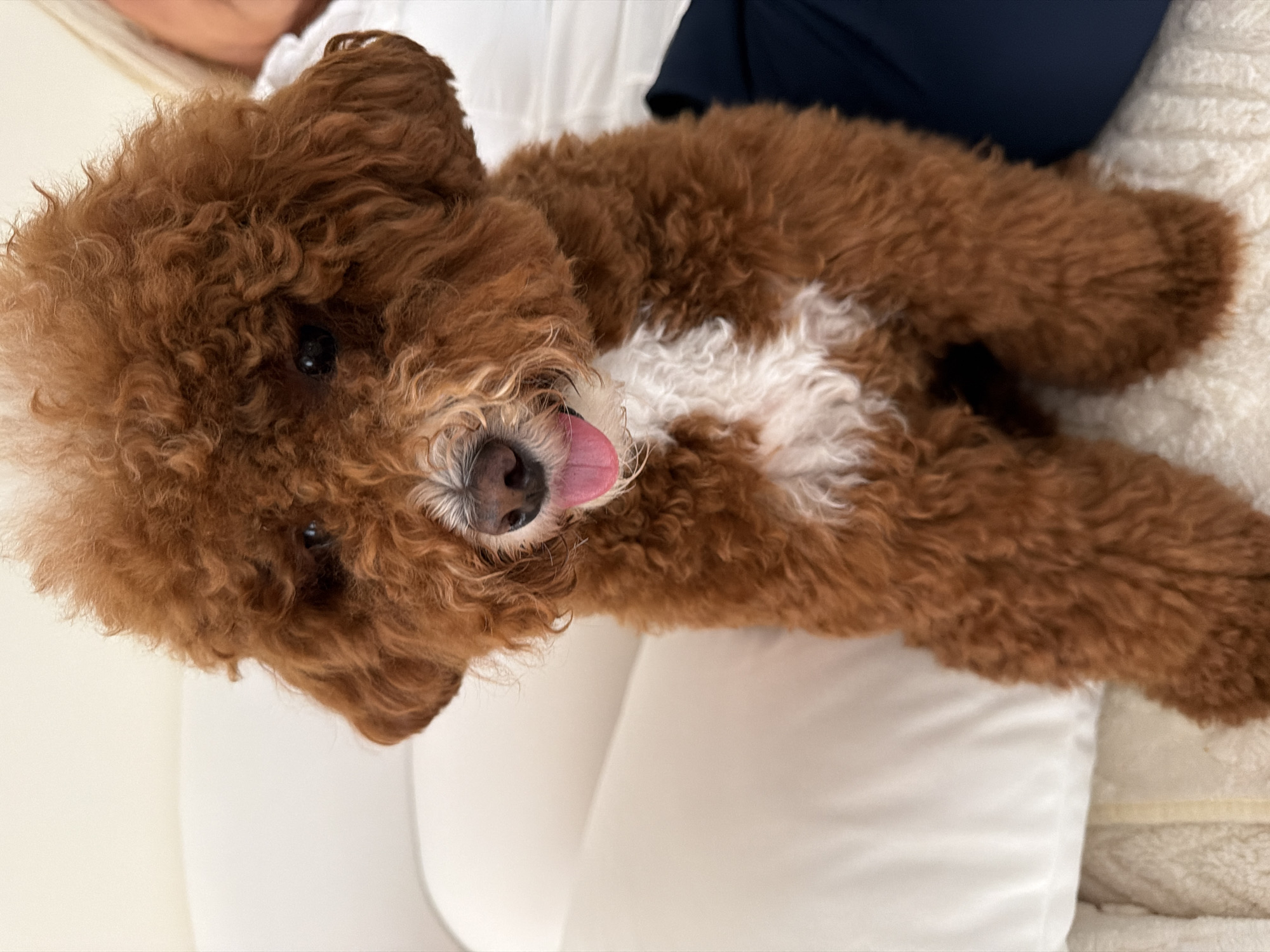 Poodle and home decor, quiet July 4th evening indoors