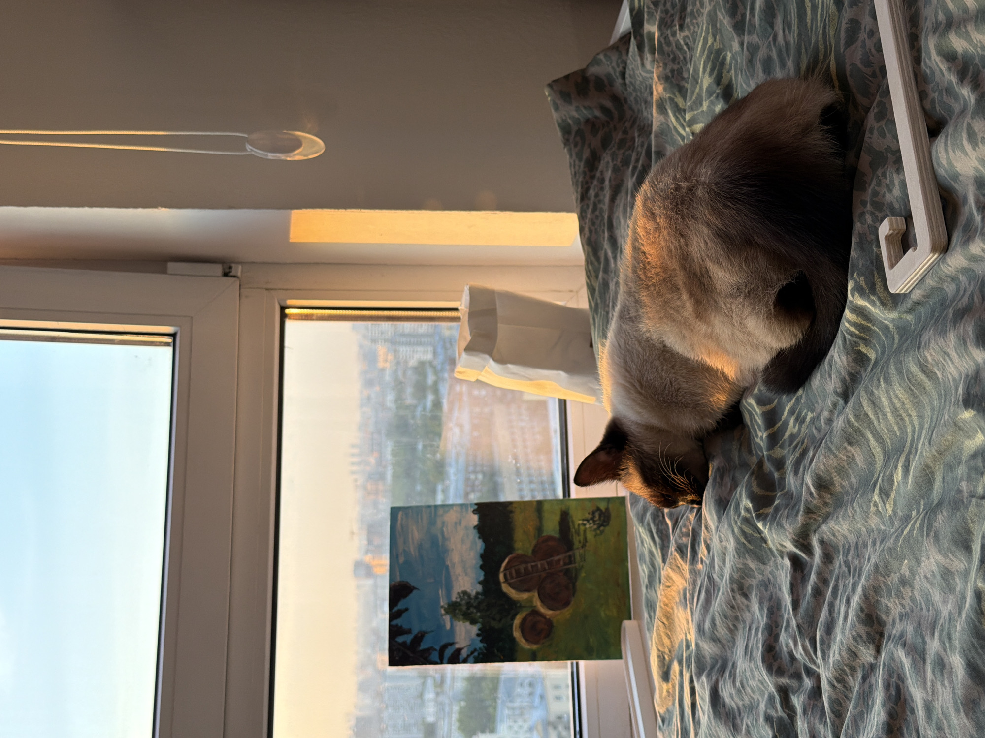 Cat and woman documented in separate indoor scenes