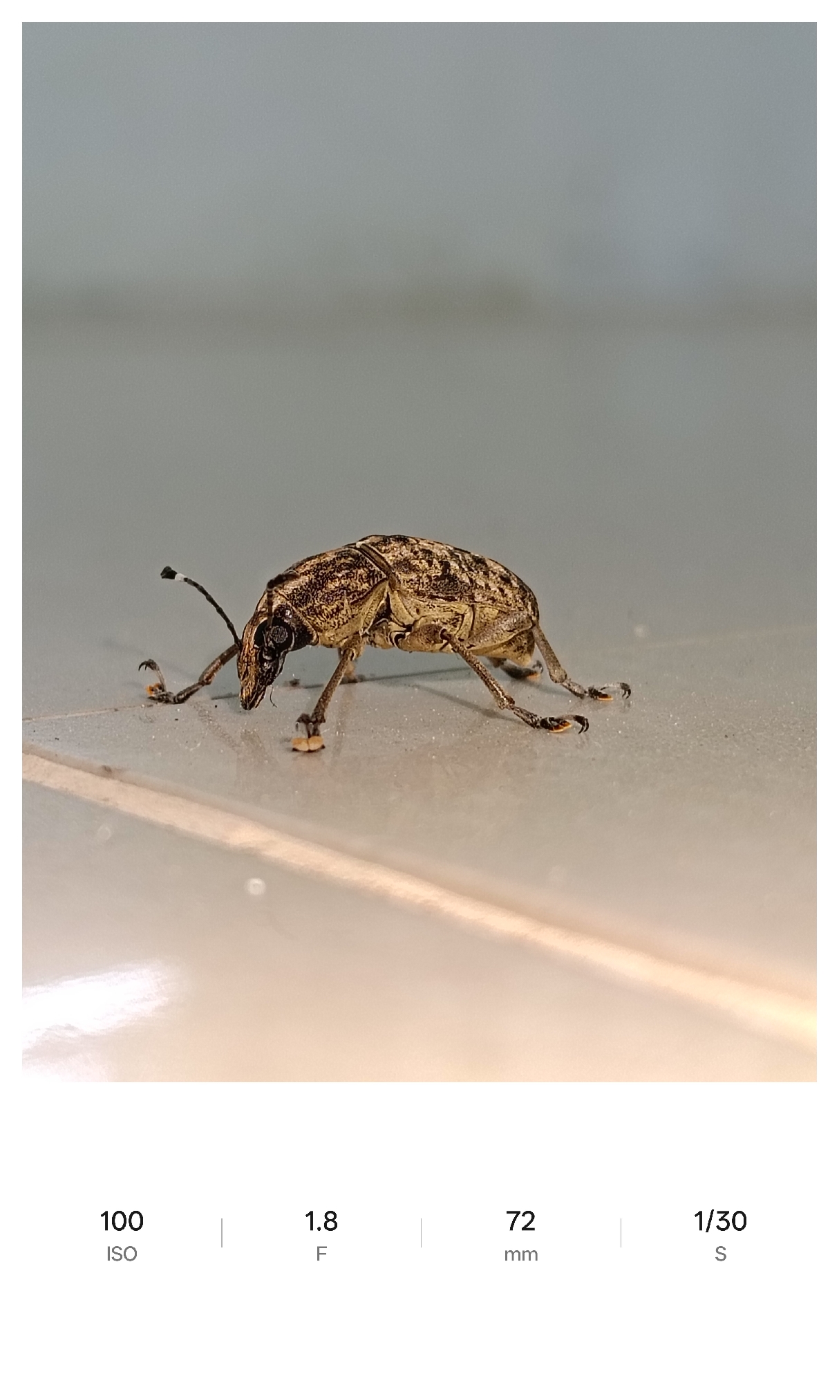 Small insects photographed on surfaces in Lhokseumawe, Indonesia