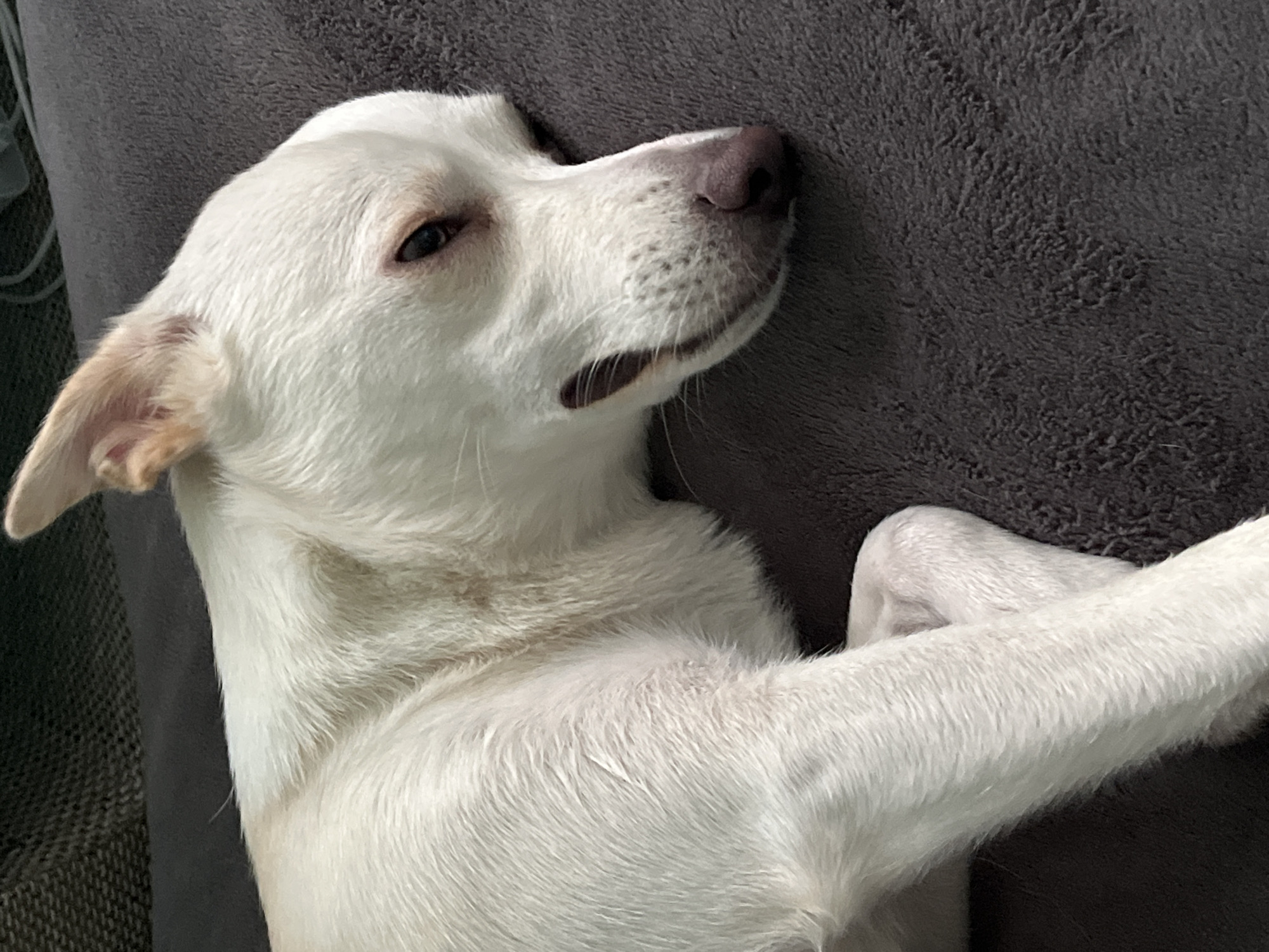White dog lounging on a couch in Lviv