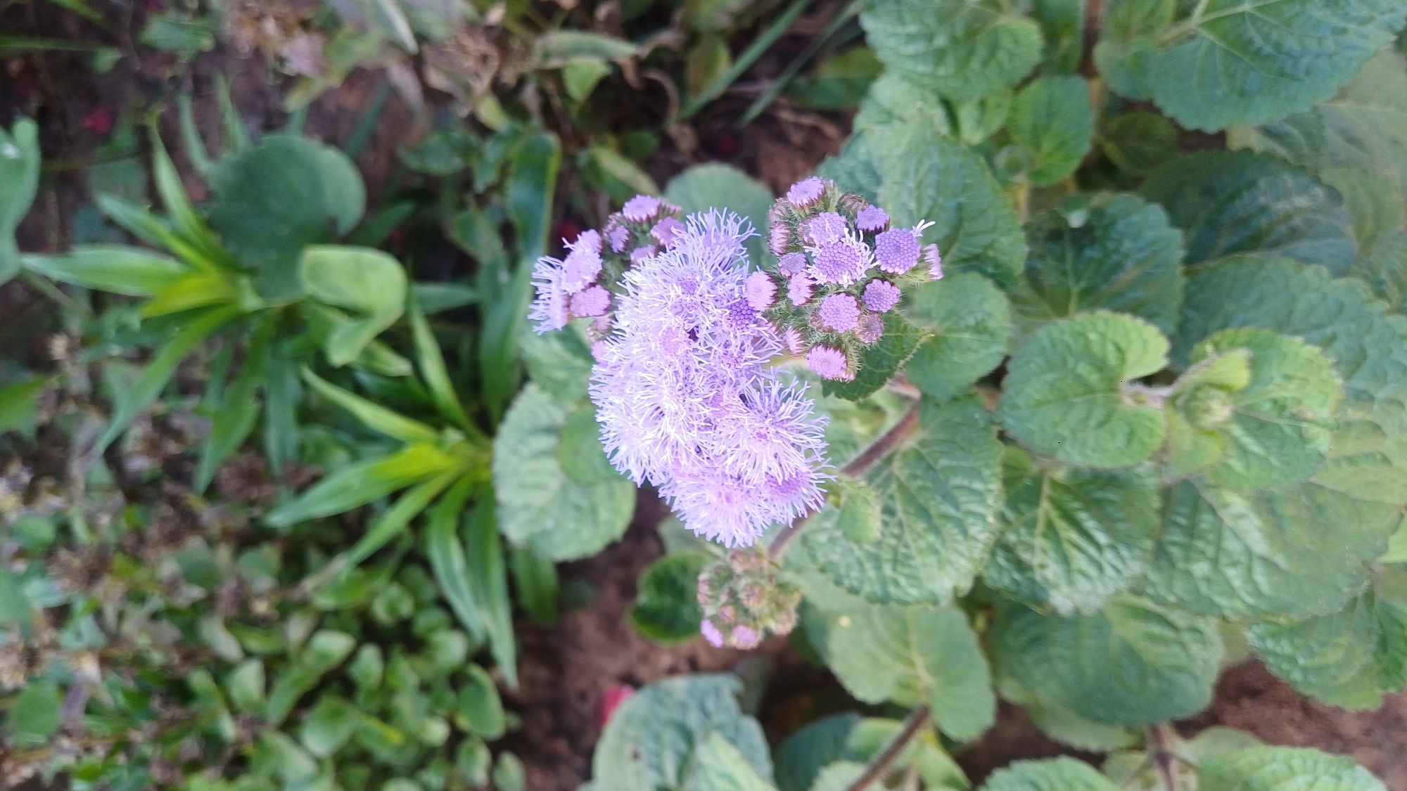Summer stroll through Izhevsk's wooden houses and wild gardens