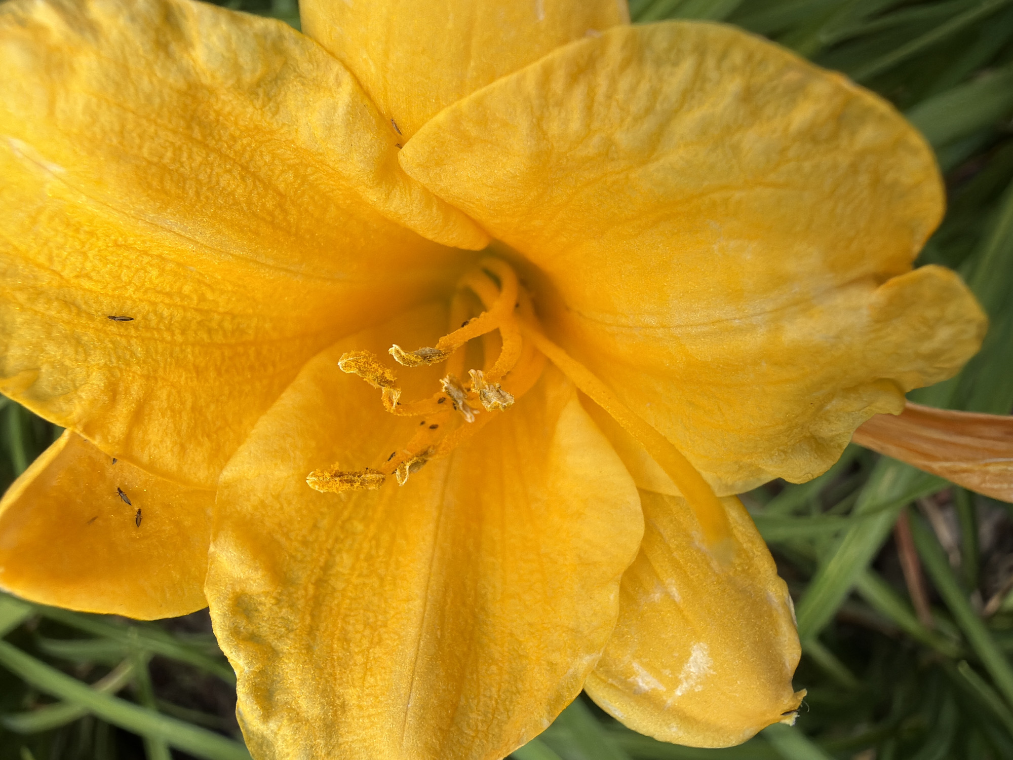 Yellow daylilies in close detail, from bud to full bloom