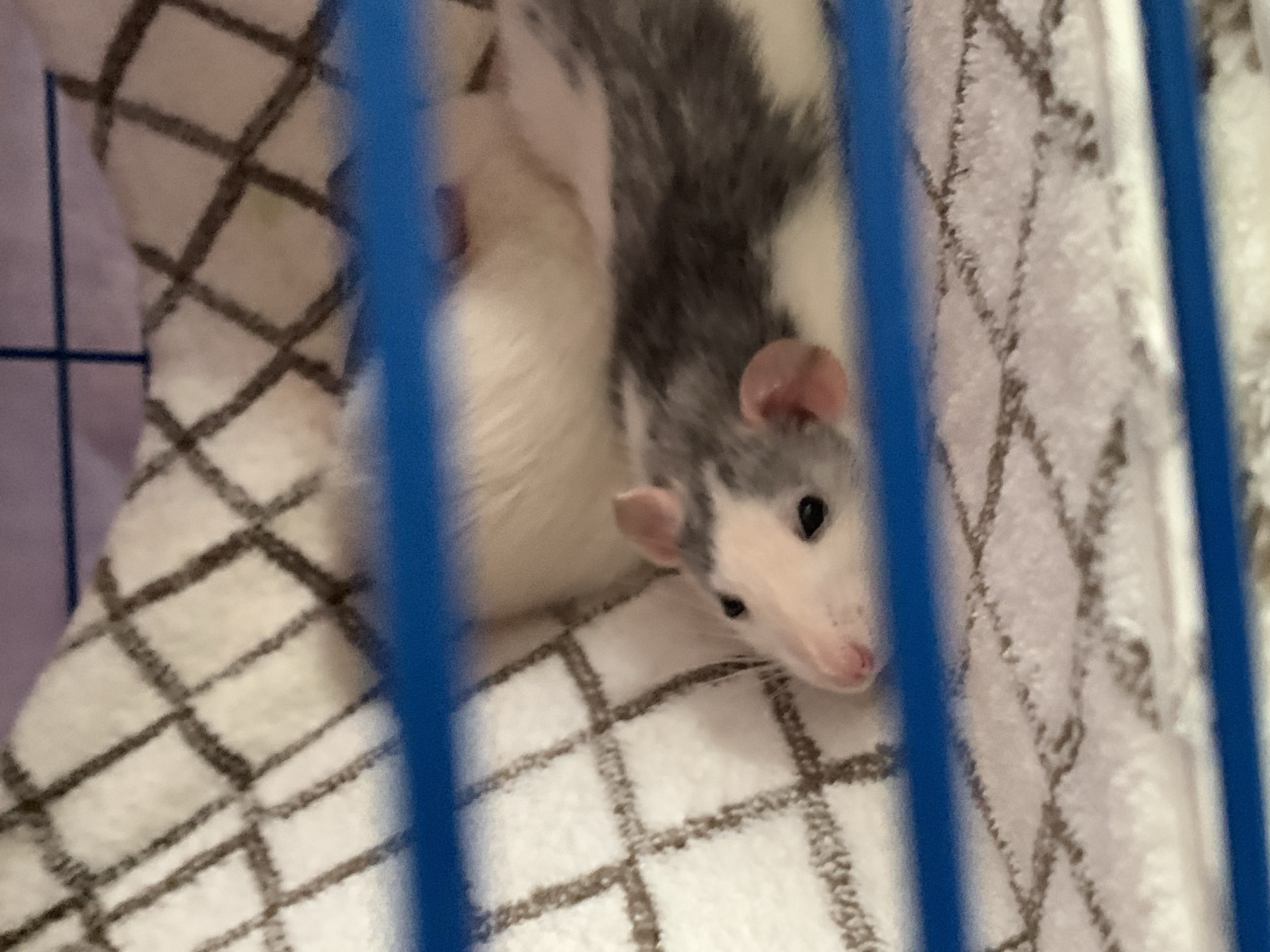 Pet owner documents rats and cat in Stavropol home
