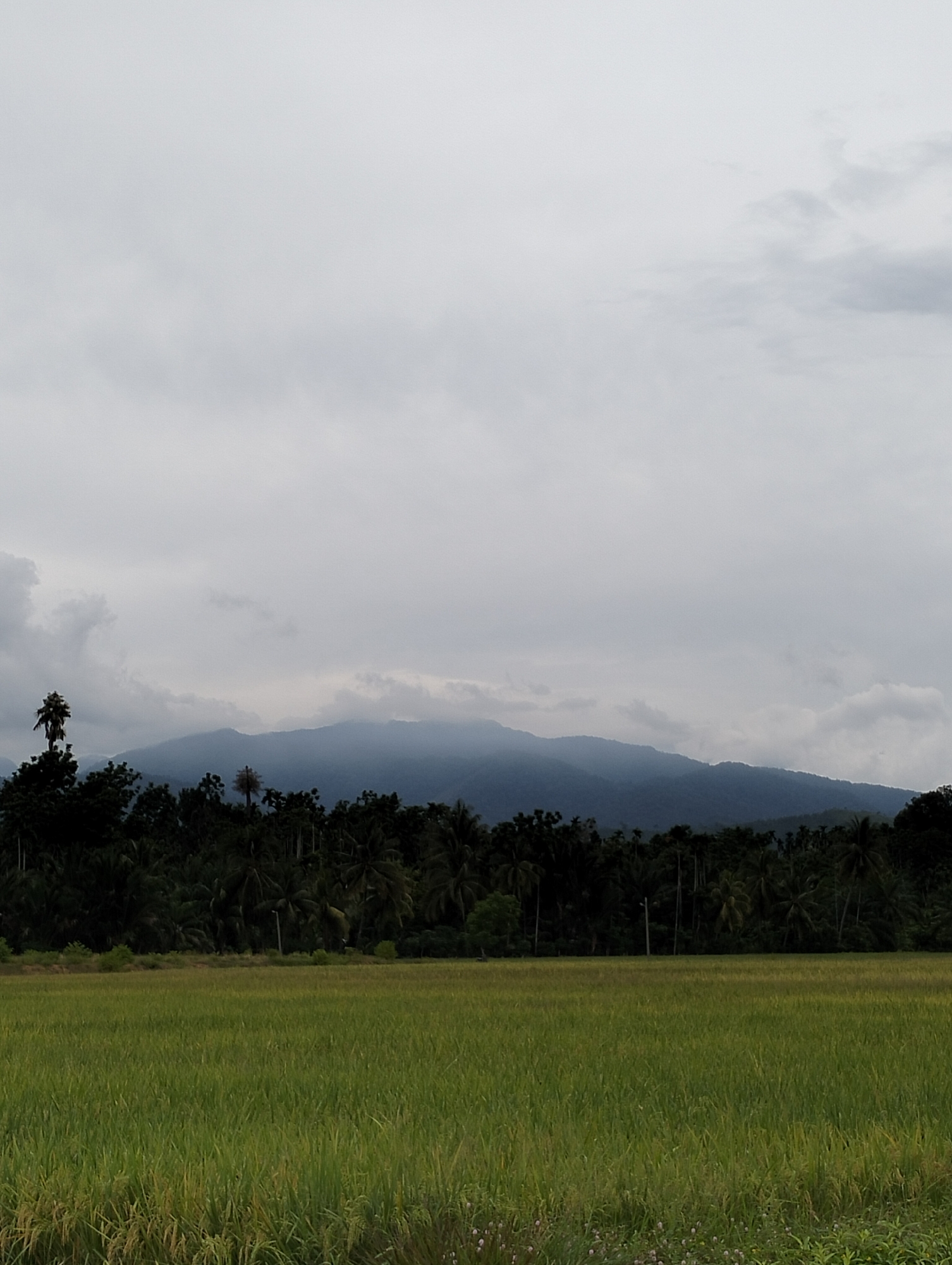 Rice fields show mixed ripeness stages in Uleegajah, Indonesia