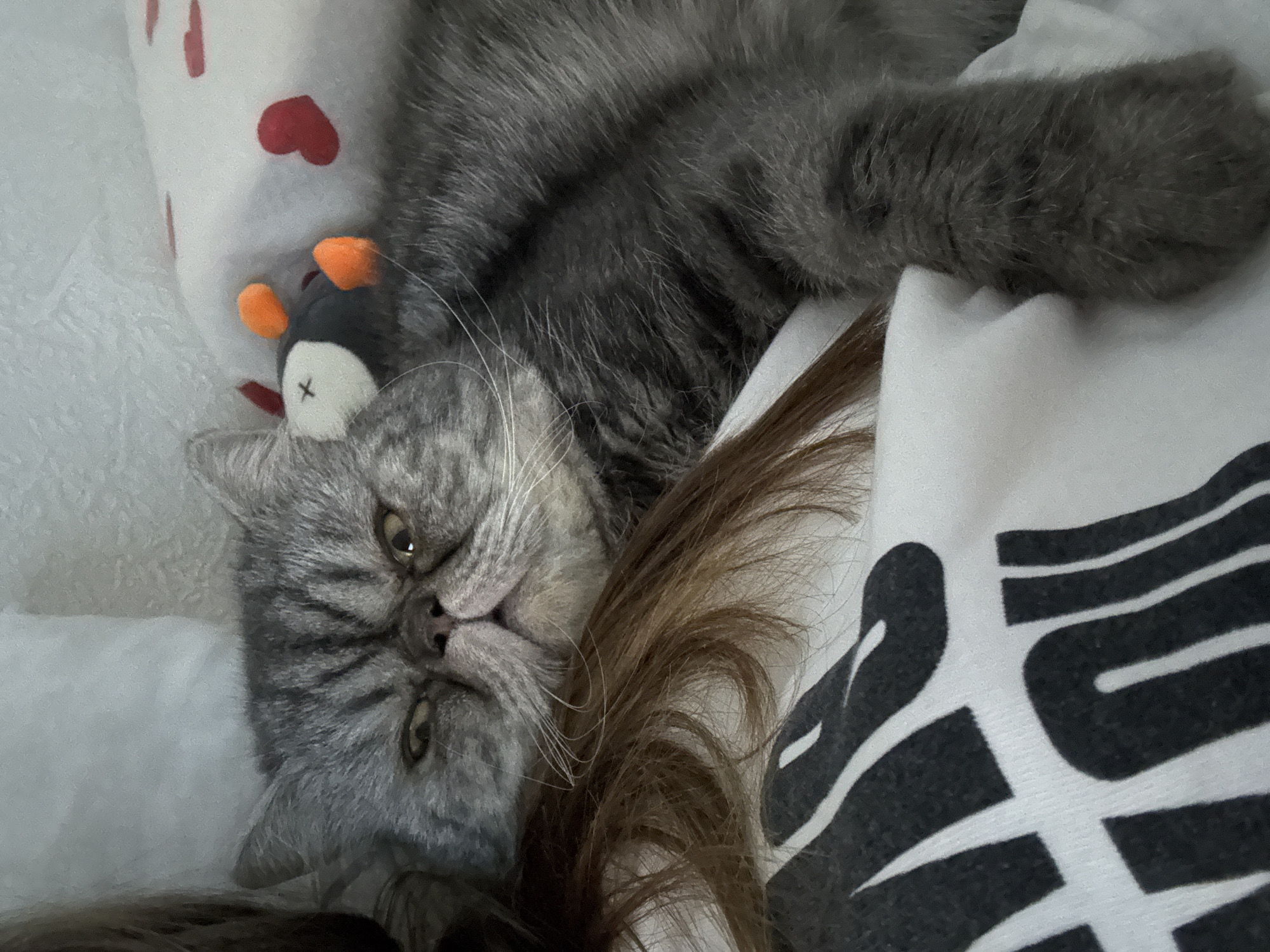 Woman and gray tabby cat share quiet moments in Perm