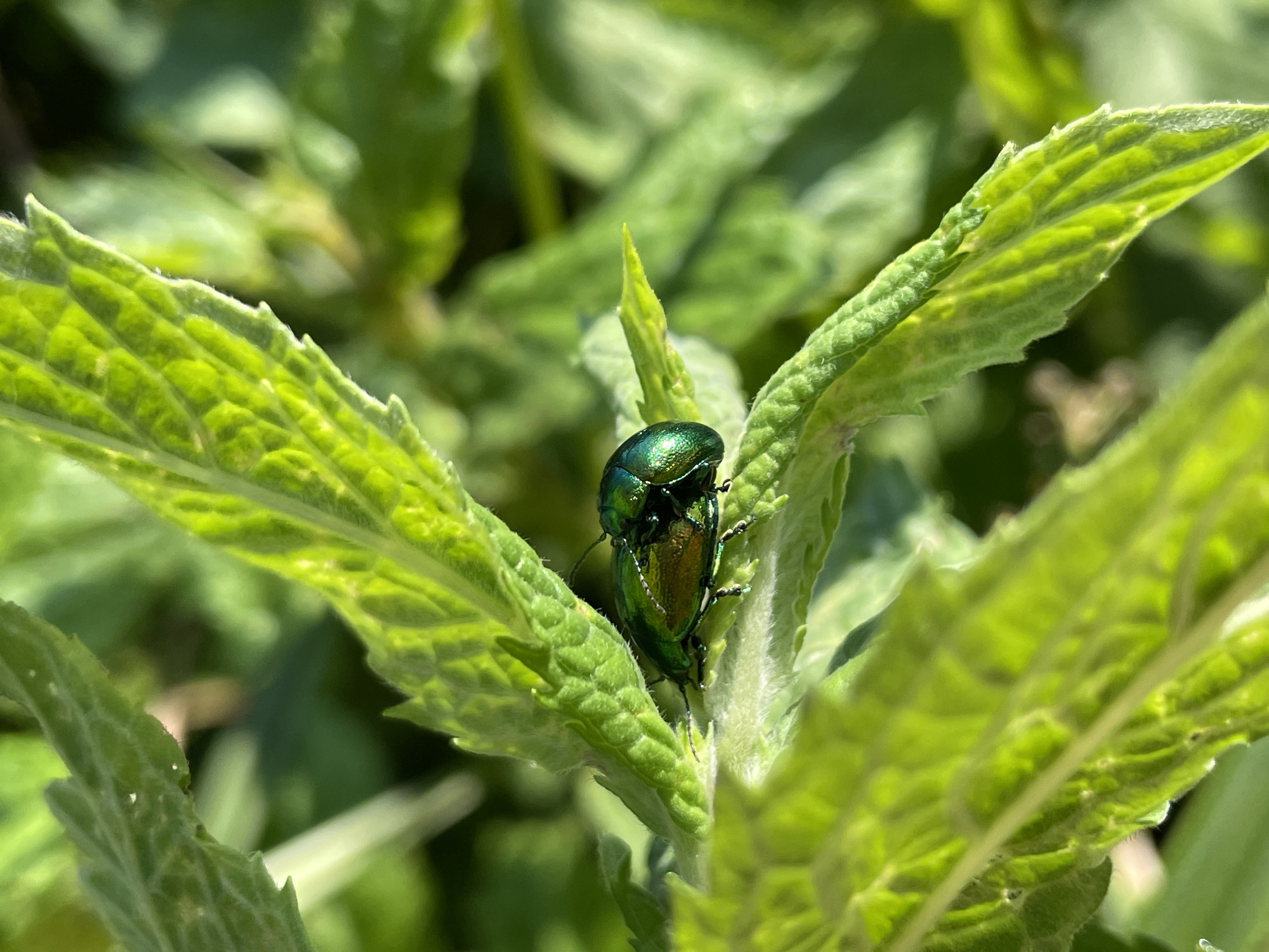 Beetles and chill: a lazy July afternoon in Сям-Можга