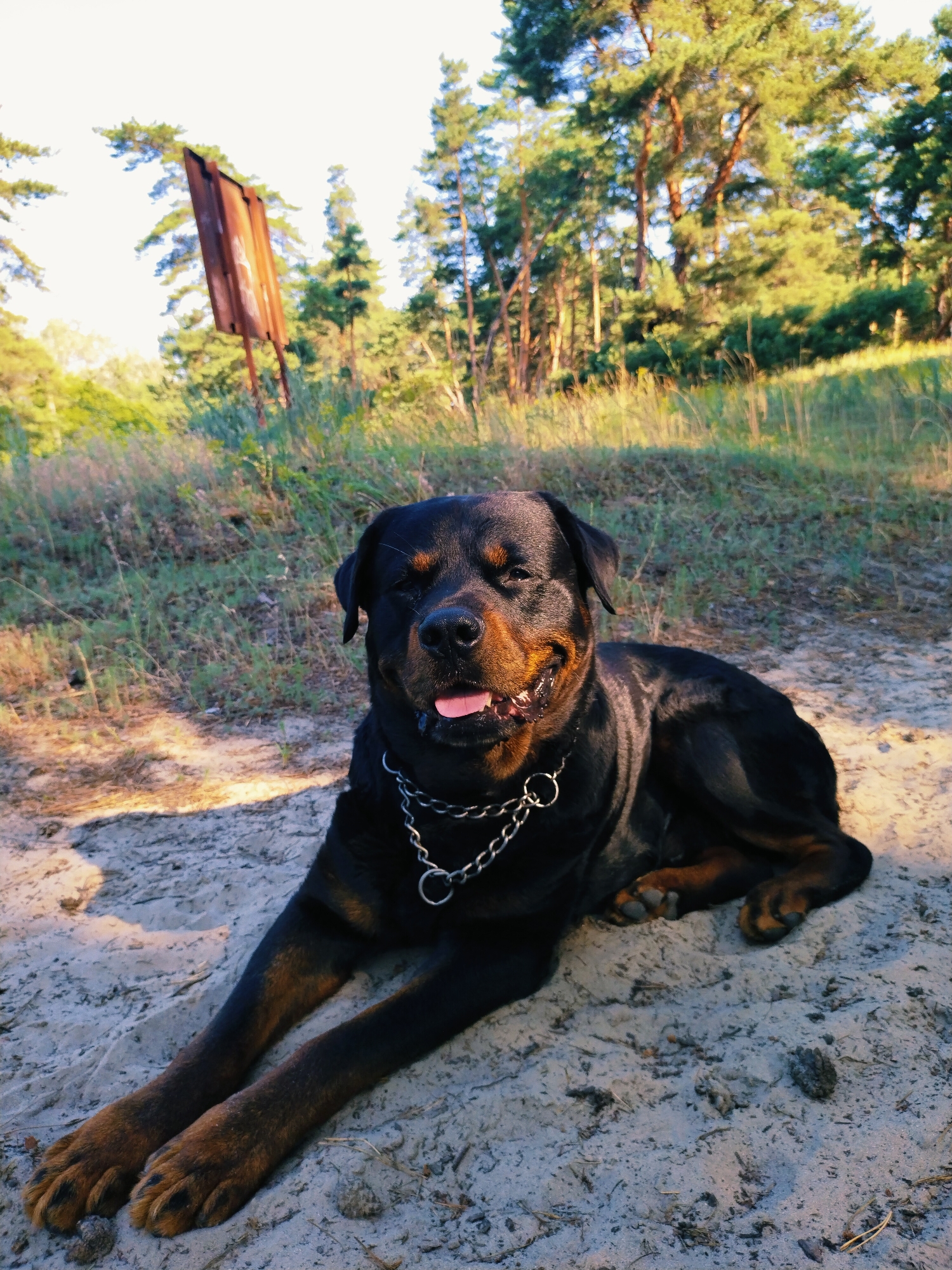 Wildflowers, forest paths, and a resting dog on a sunny morning