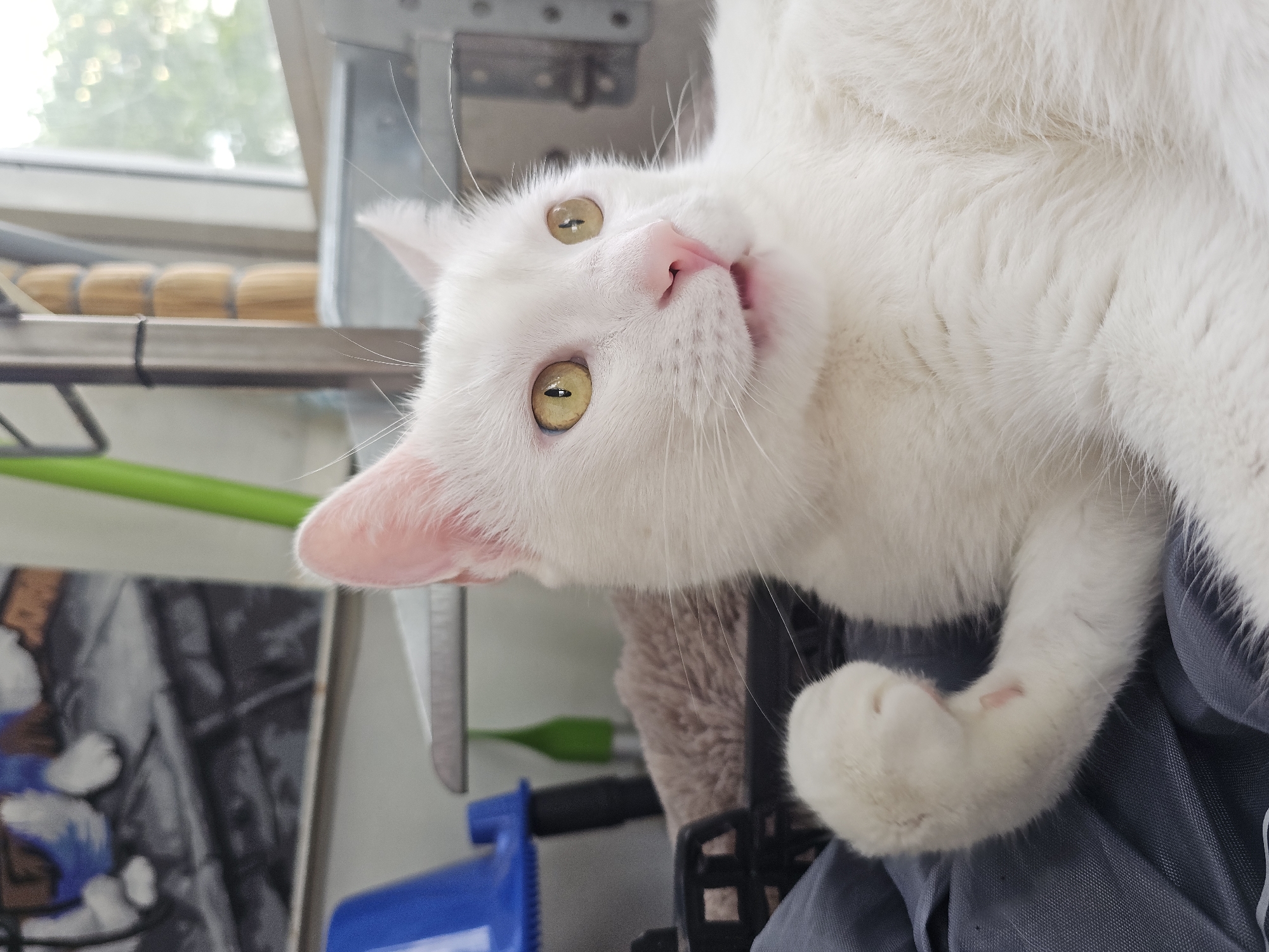 White cat grooming session, plus a lemon drink on the side