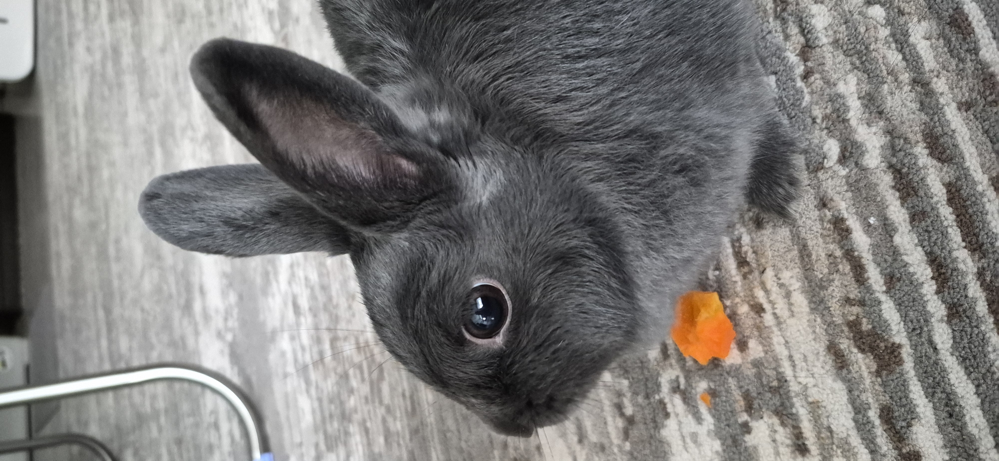 Grey rabbit gets pets and snacks indoors in Ussurijsk
