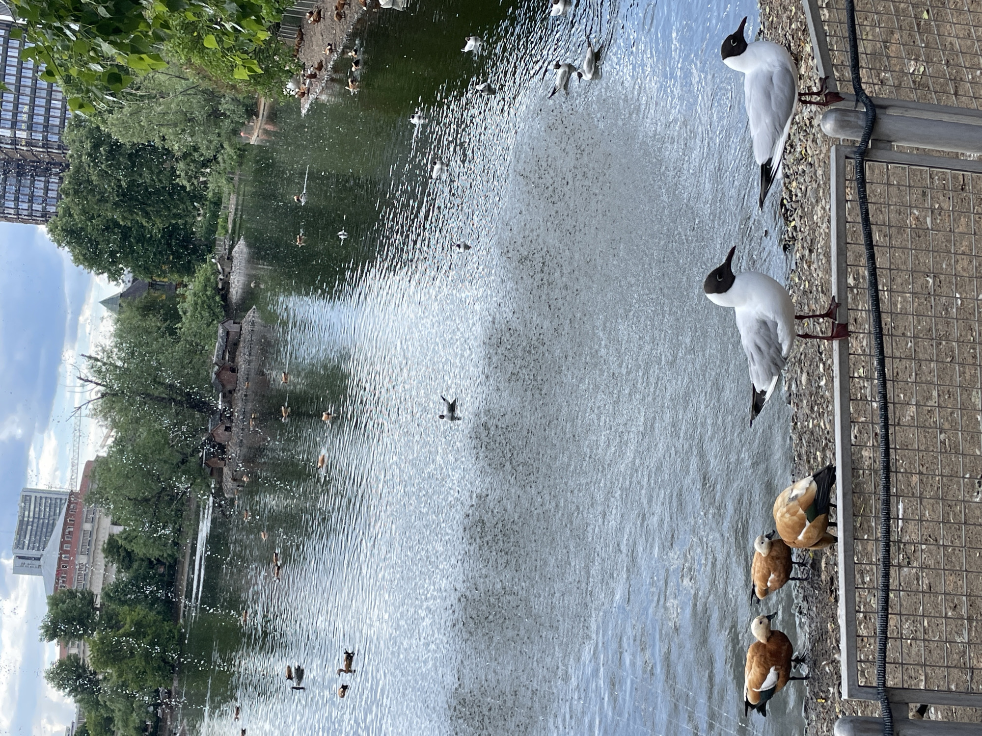 Moscow Zoo Animals and Children's Performances Documented by Visitors