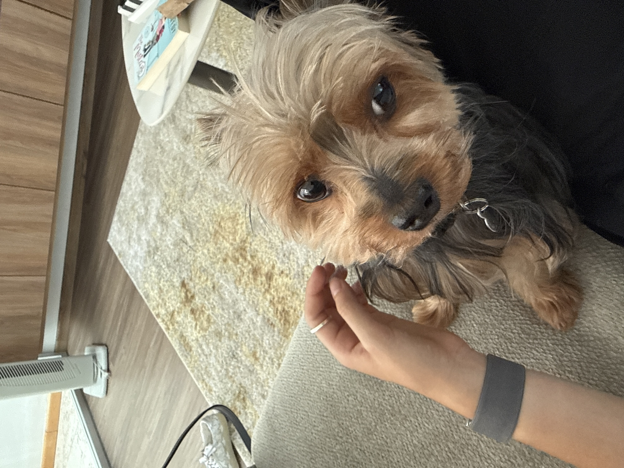 Yorkshire Terrier photographed during quiet moment in Mexican home