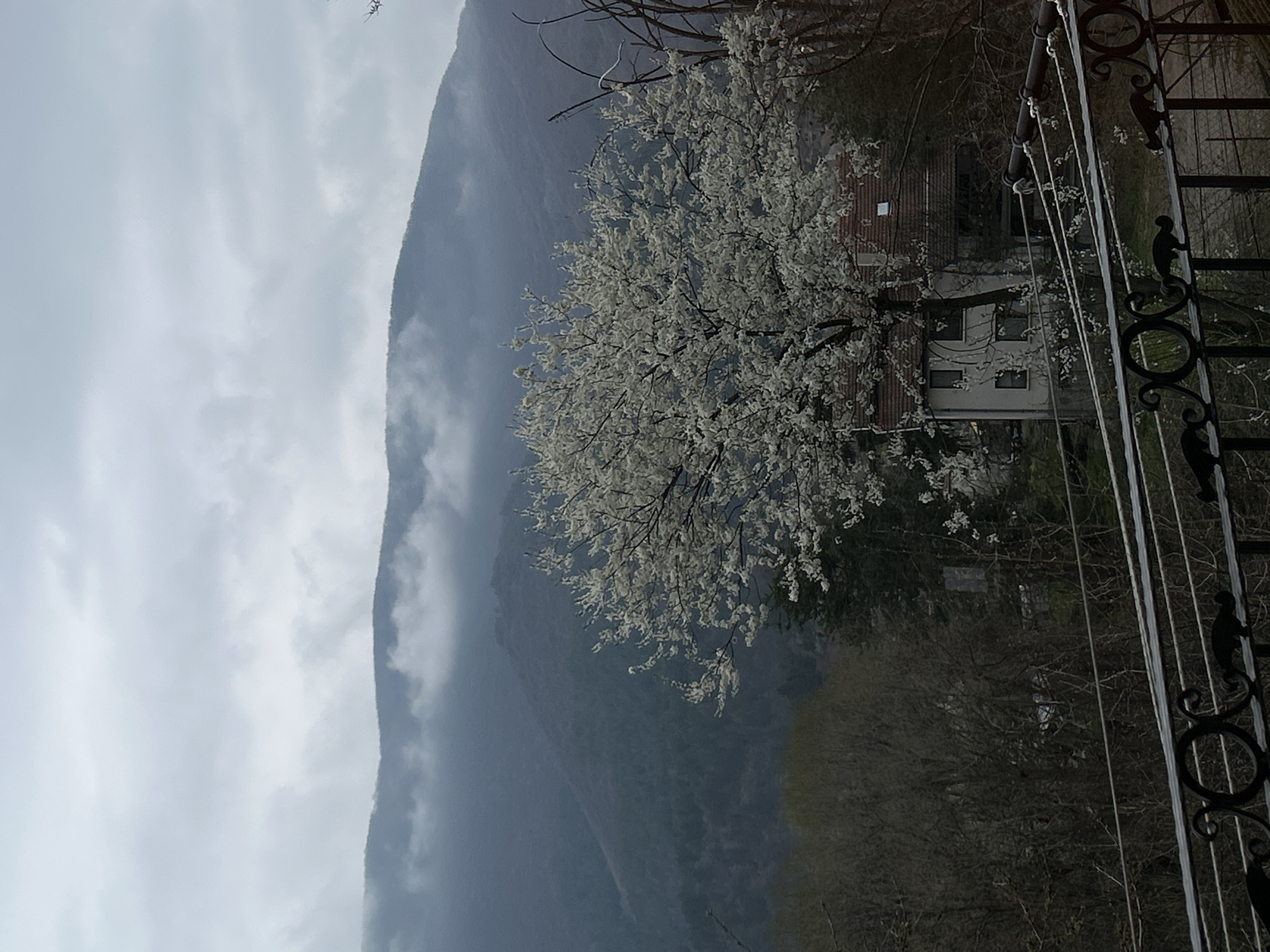Spring blossoms captured against cloudy mountain landscape in Kokalyane