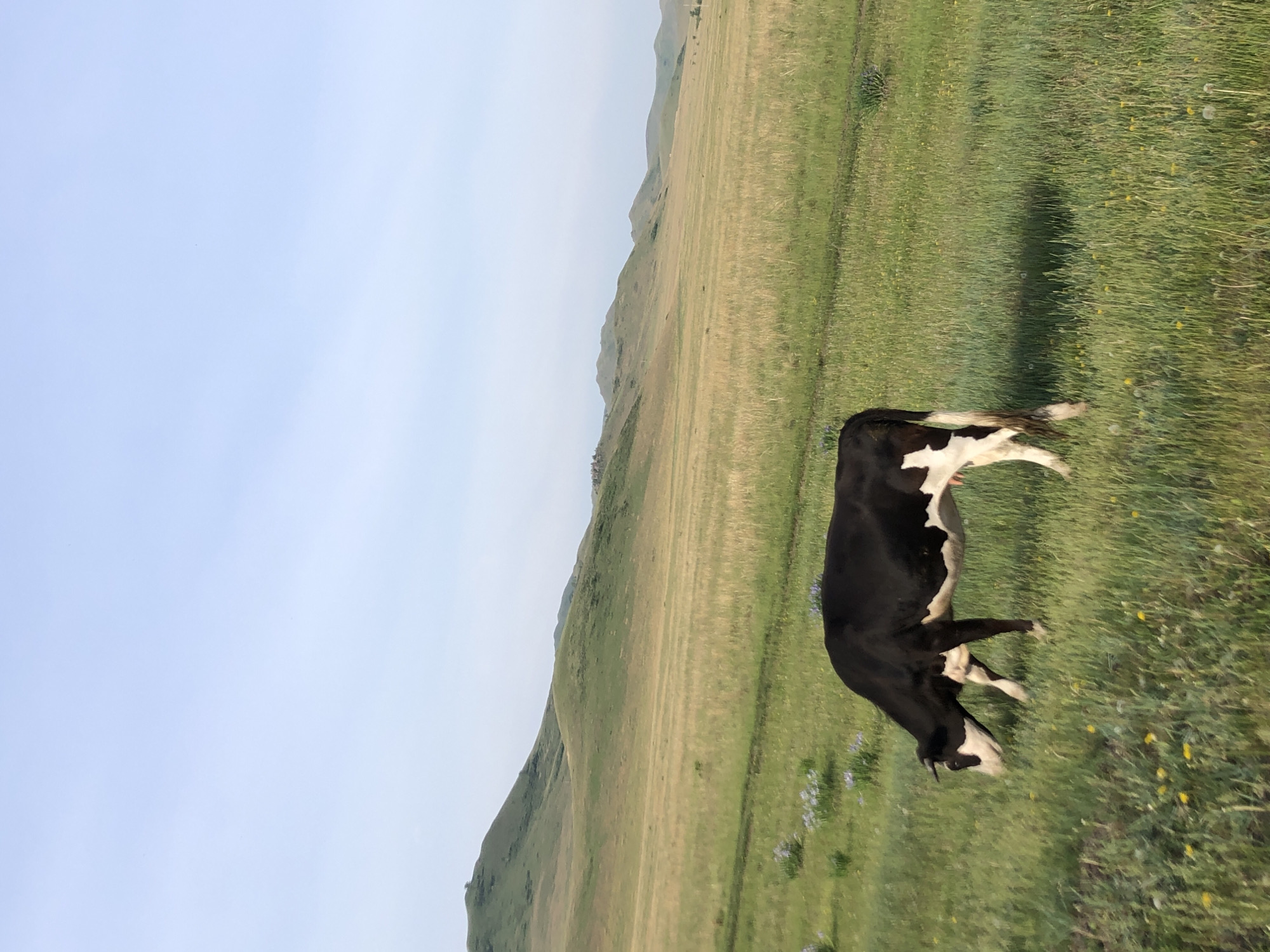 Cow grazes in rural Russian countryside near Первомайское