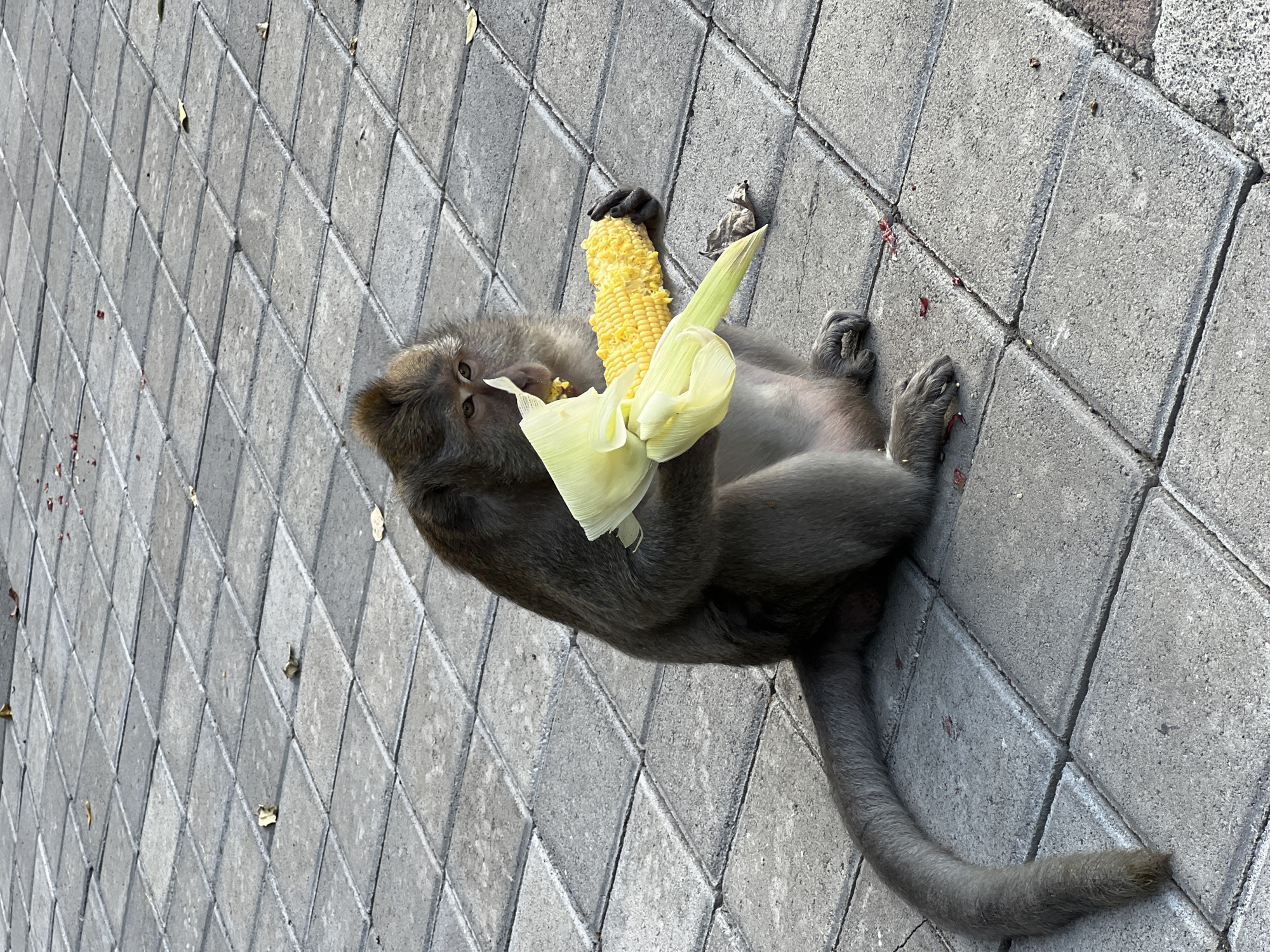 Macaque monkeys feed and socialize in Ubud streets