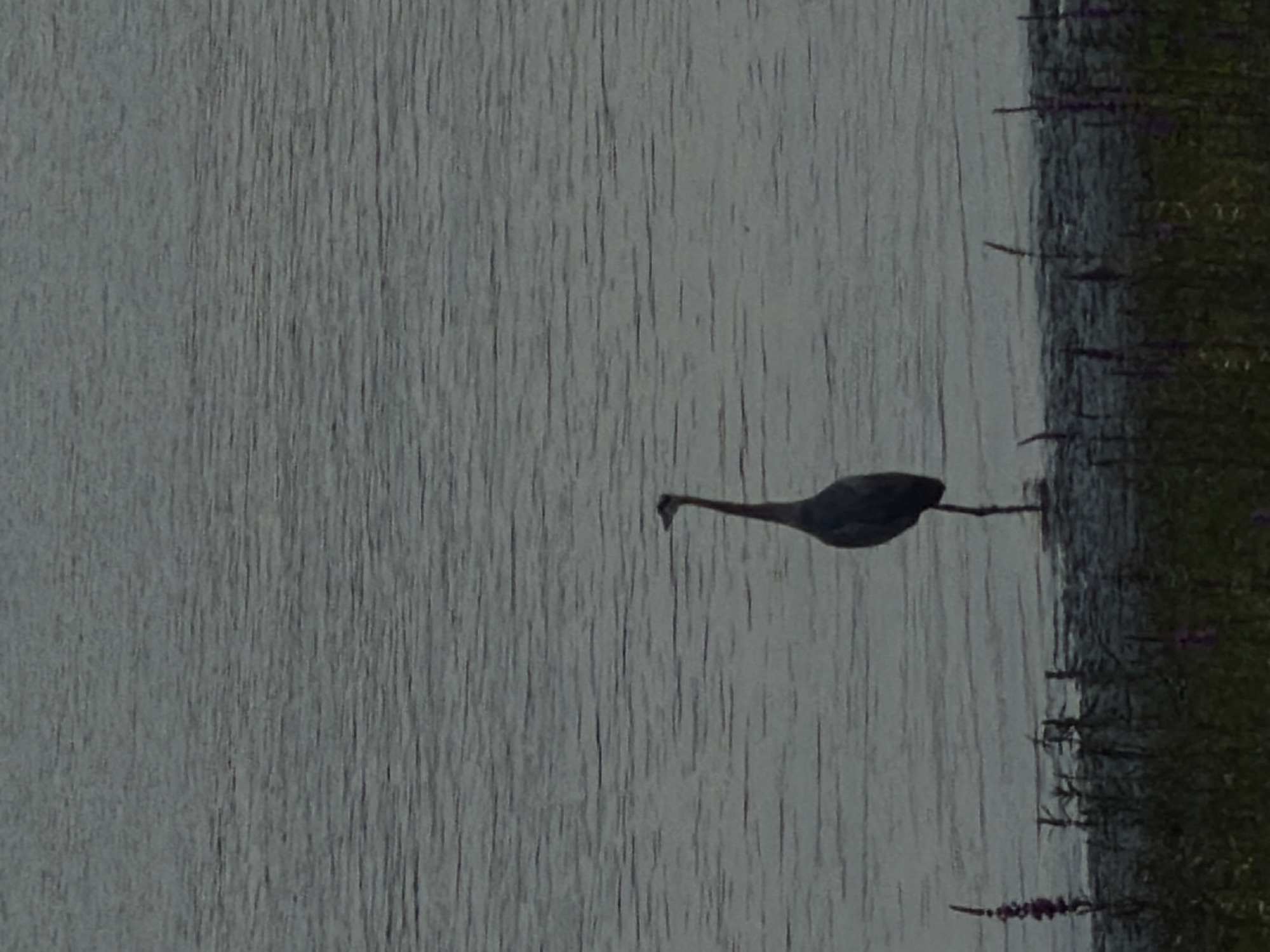 Great blue heron wading in still waters near Port Coquitlam